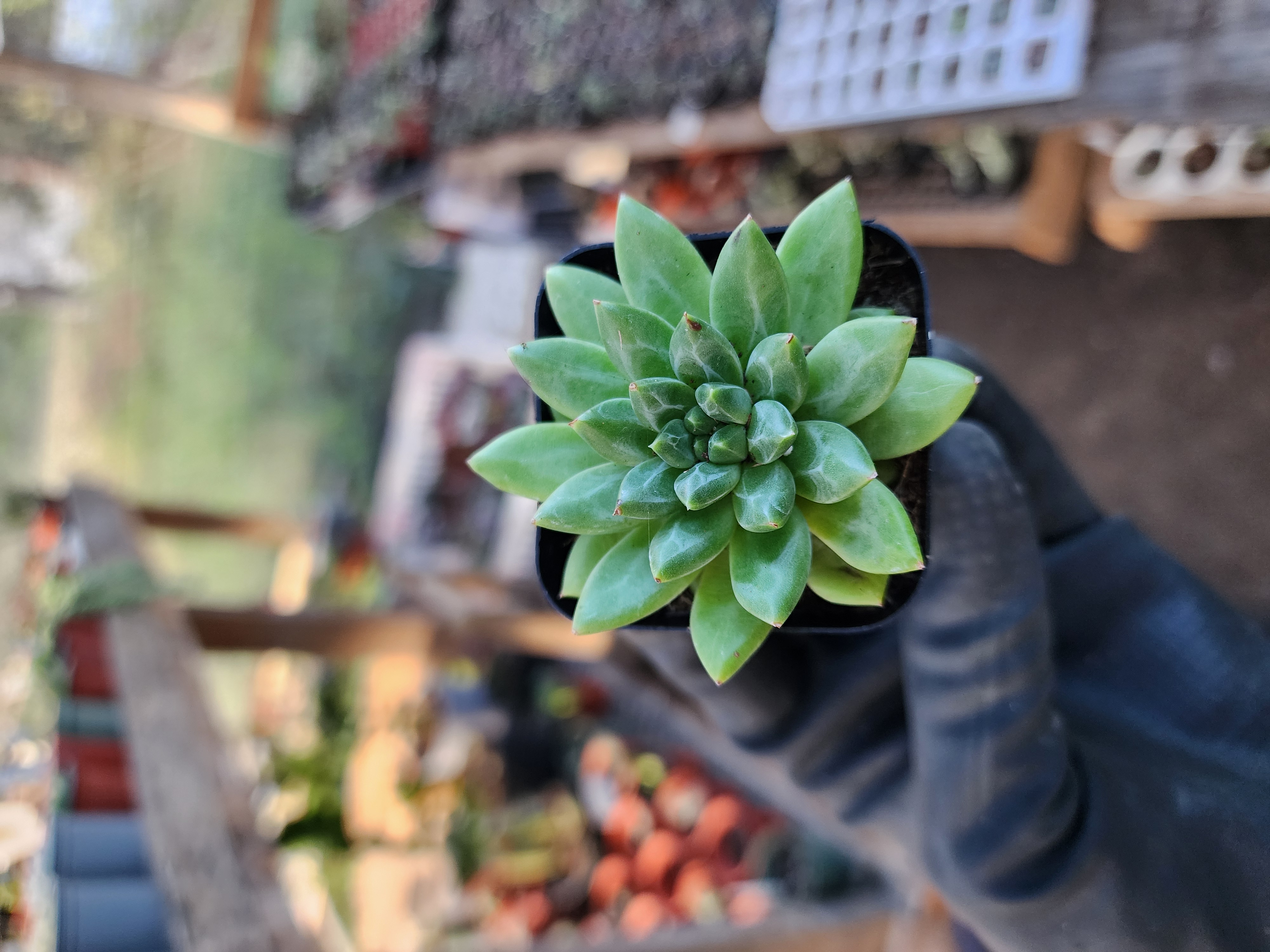 Suculenta Coreana