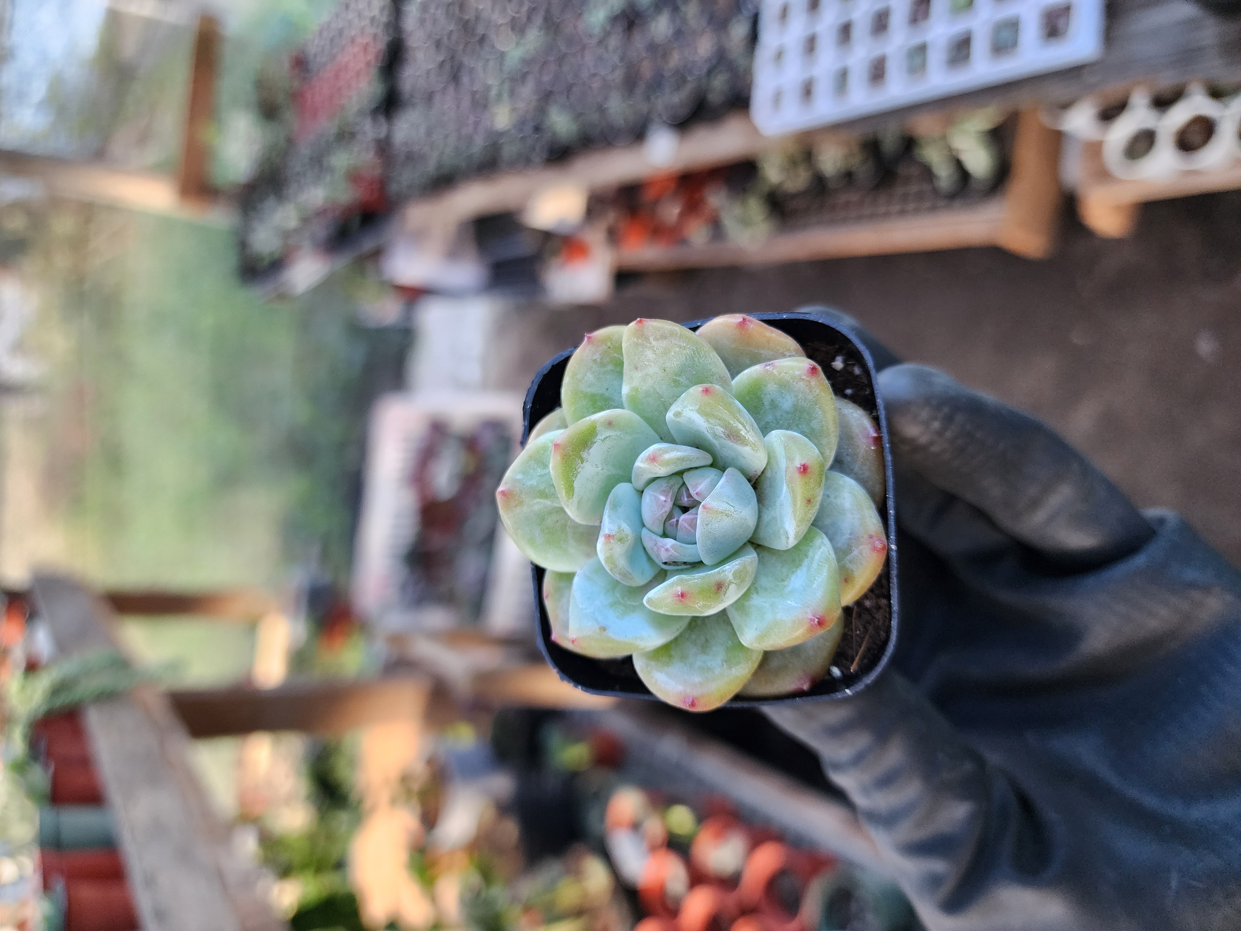 Suculenta Coreana
