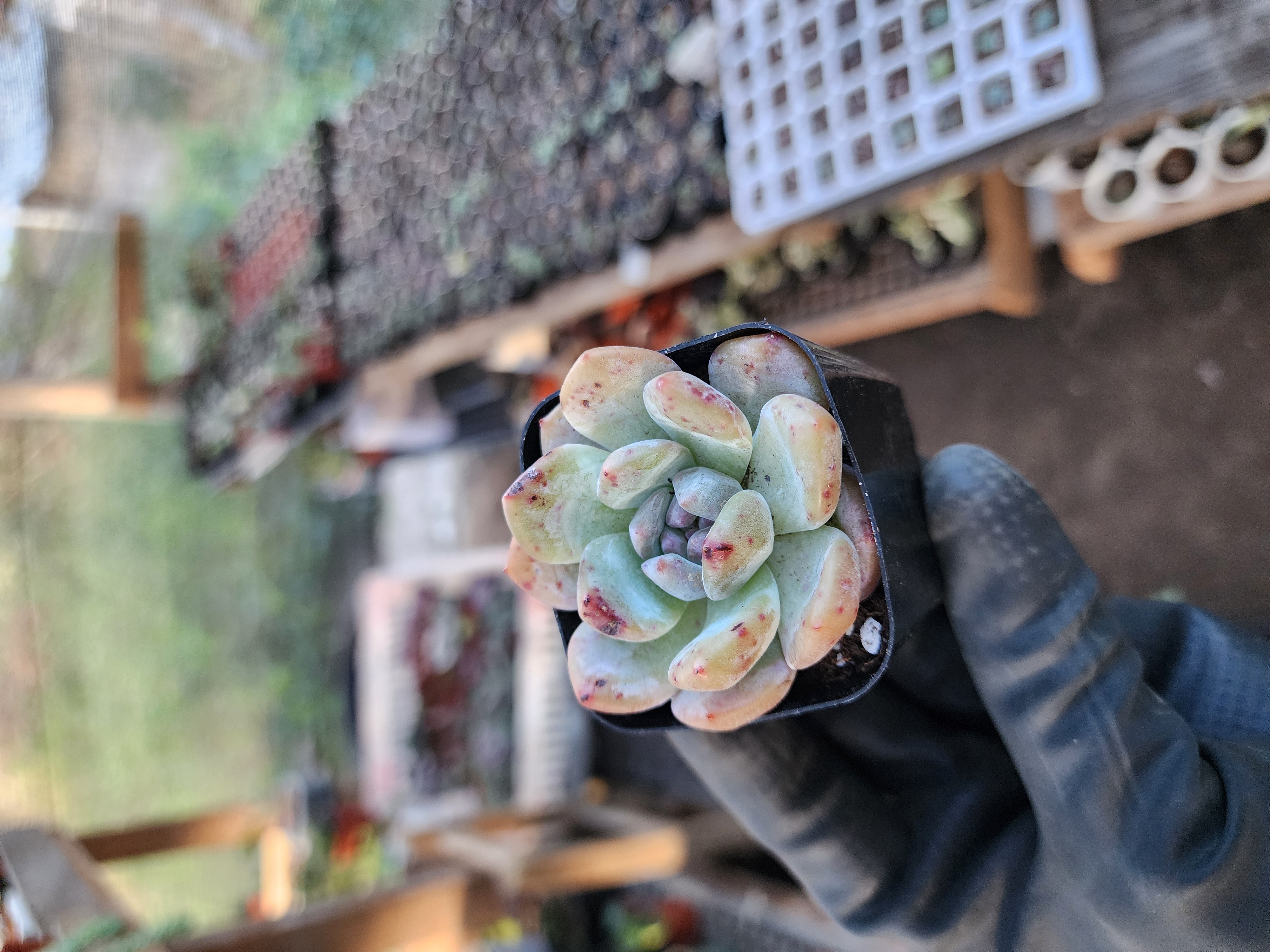 Suculenta Coreana