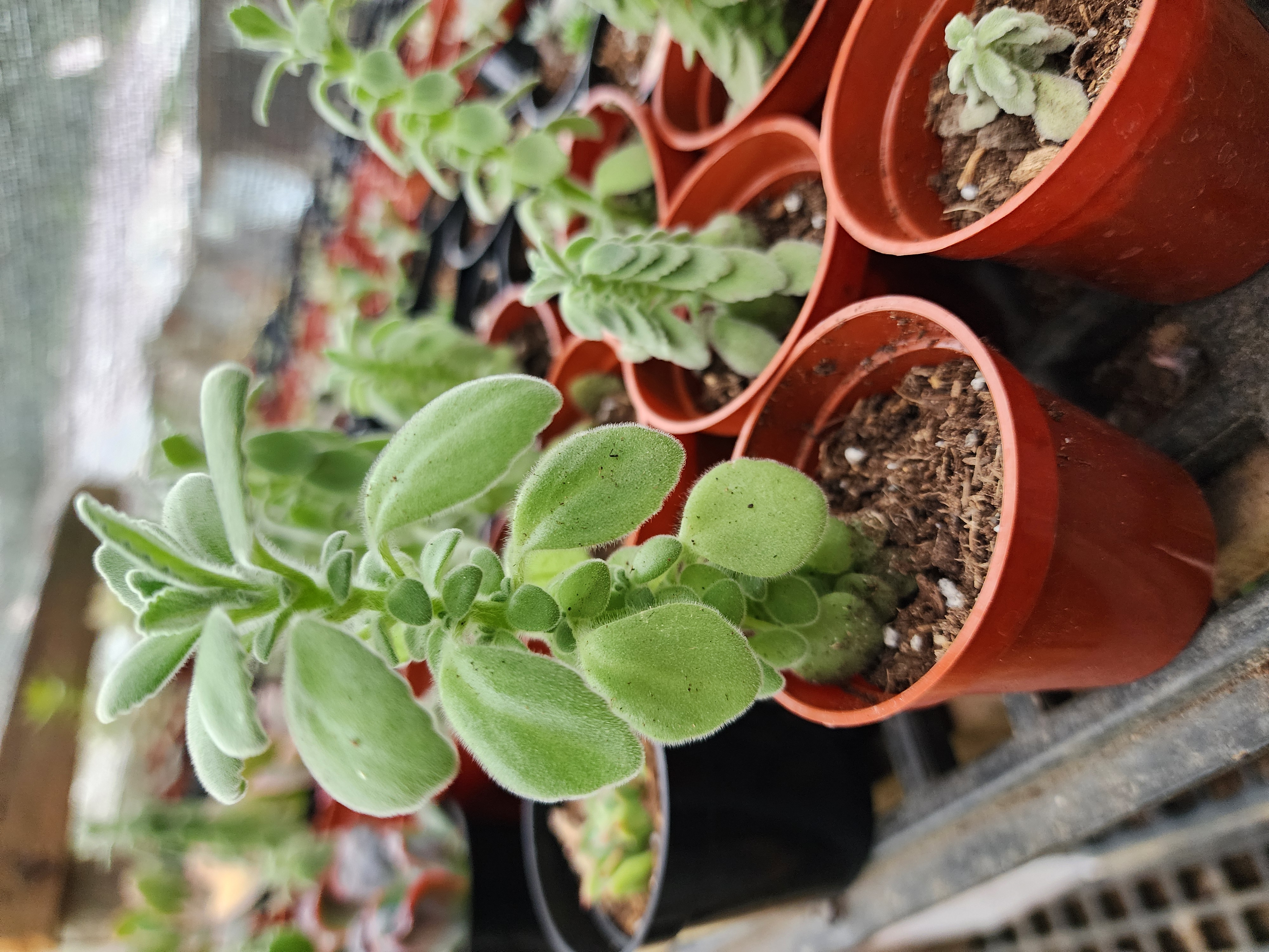 Planta del Vick Vaporub o Mentol.