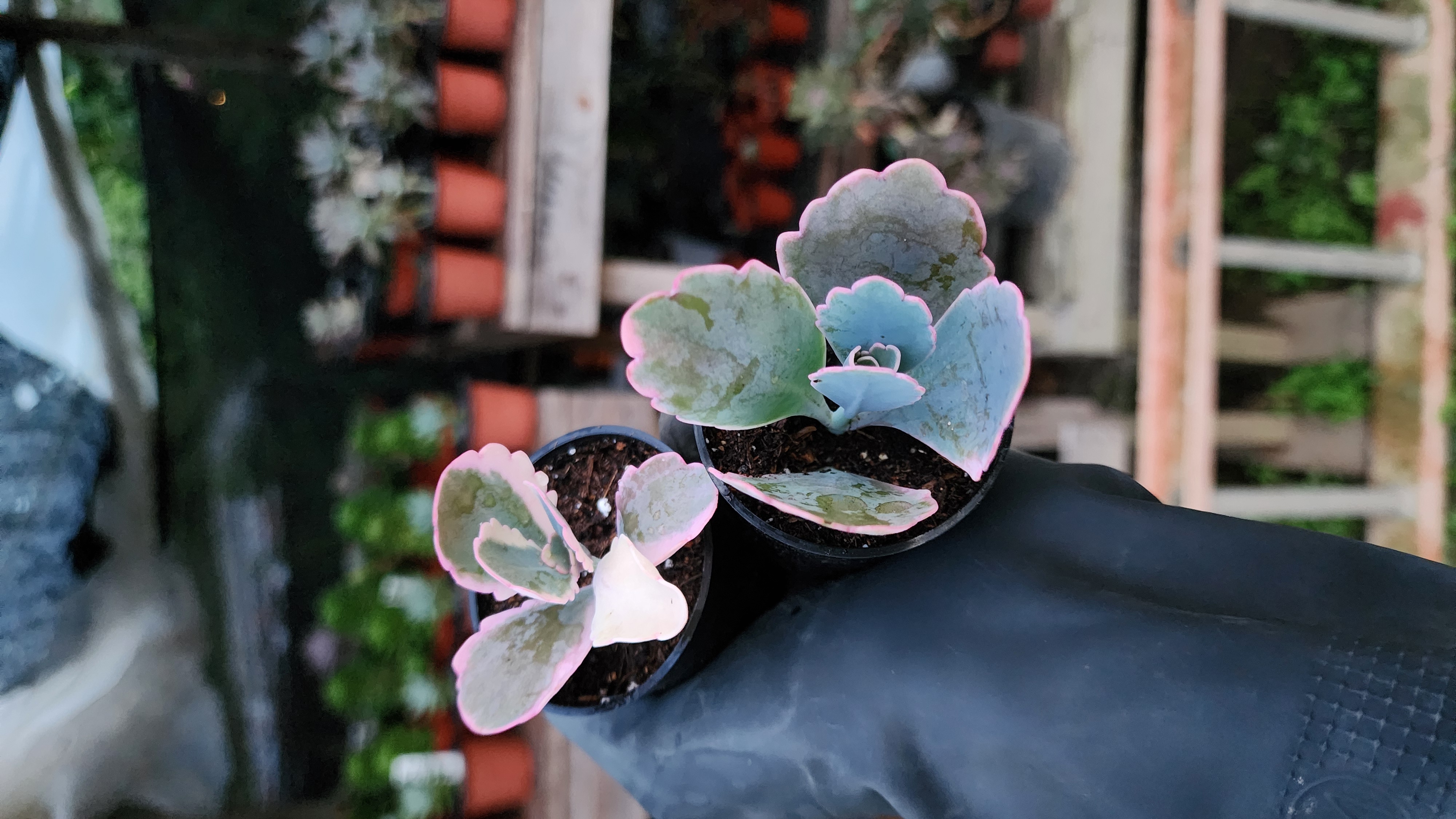 Kalanchoe fedtschenkoi Variegada.