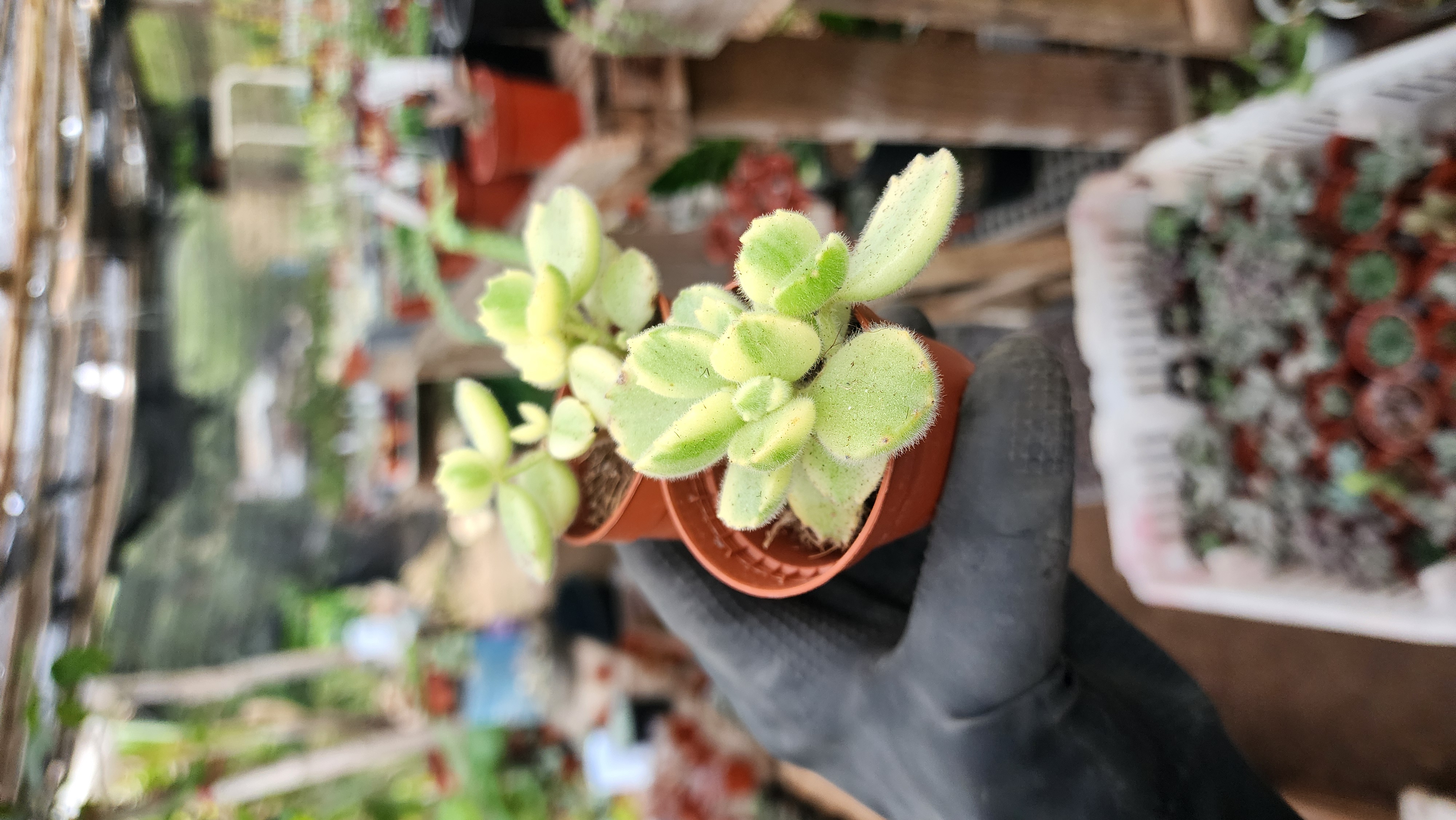 Cotyledon Tomentosa Variegada