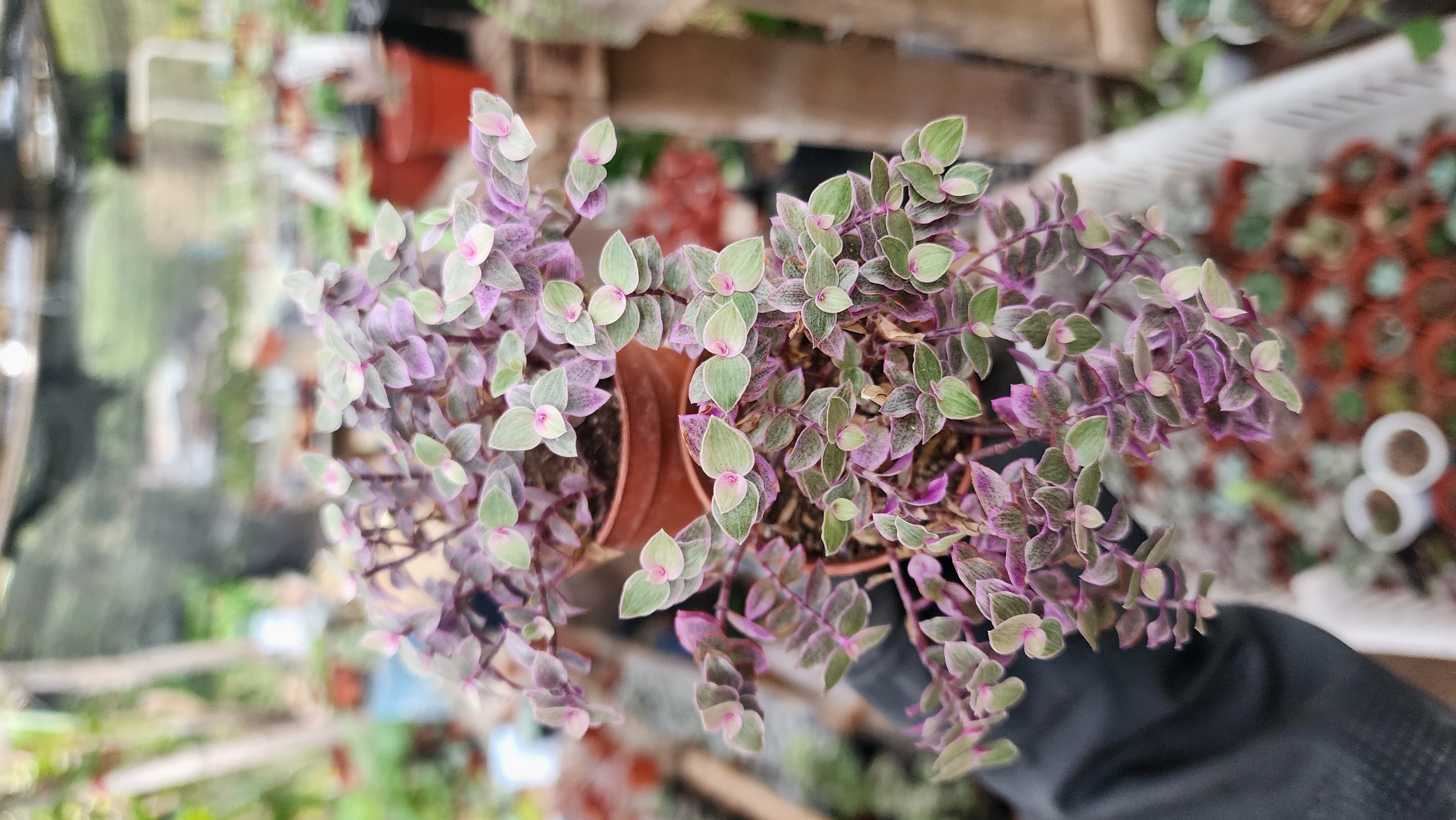 Tradescantia Pink Lady