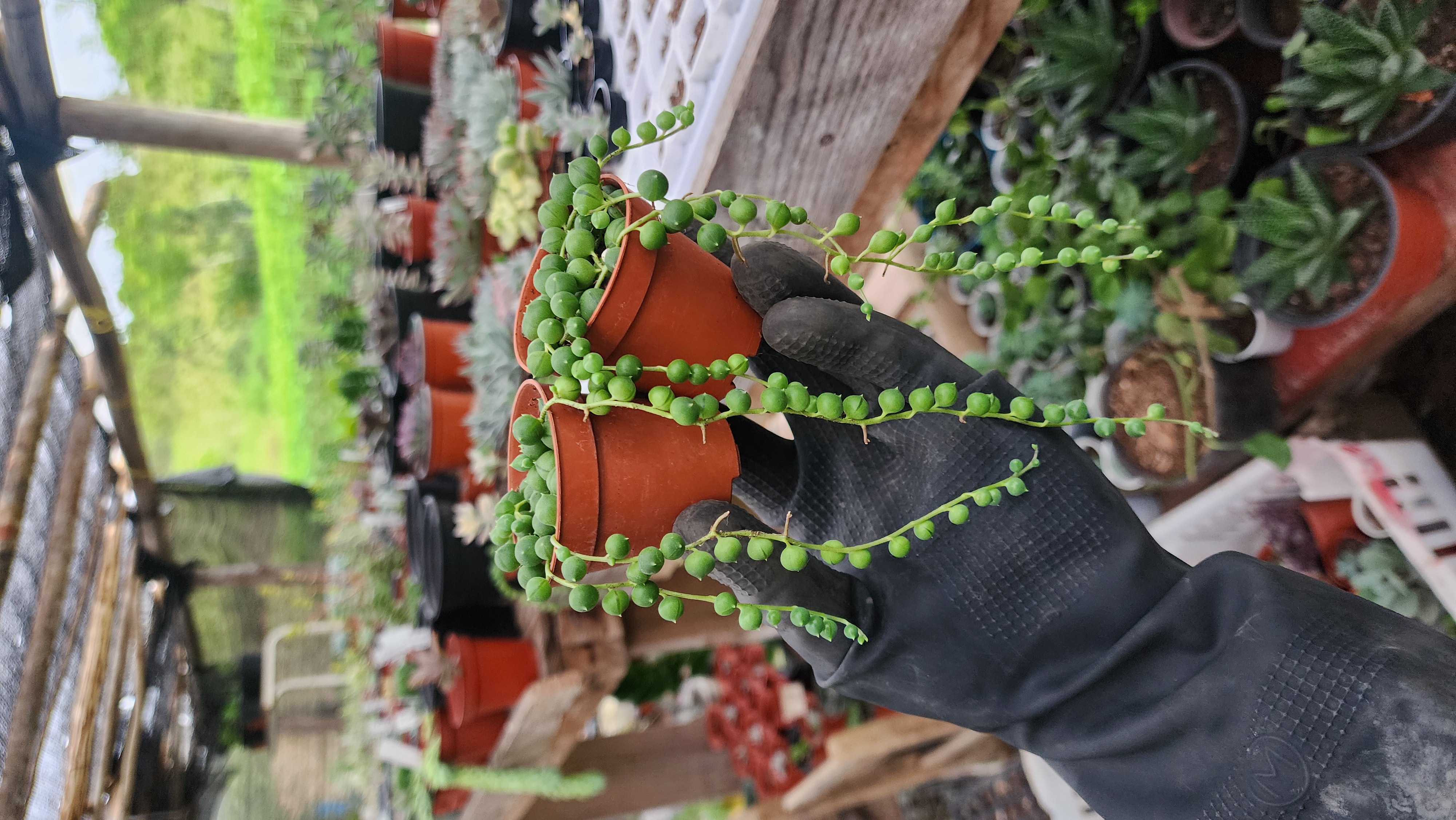 Senecio Rowleyanus (Rosarios)
