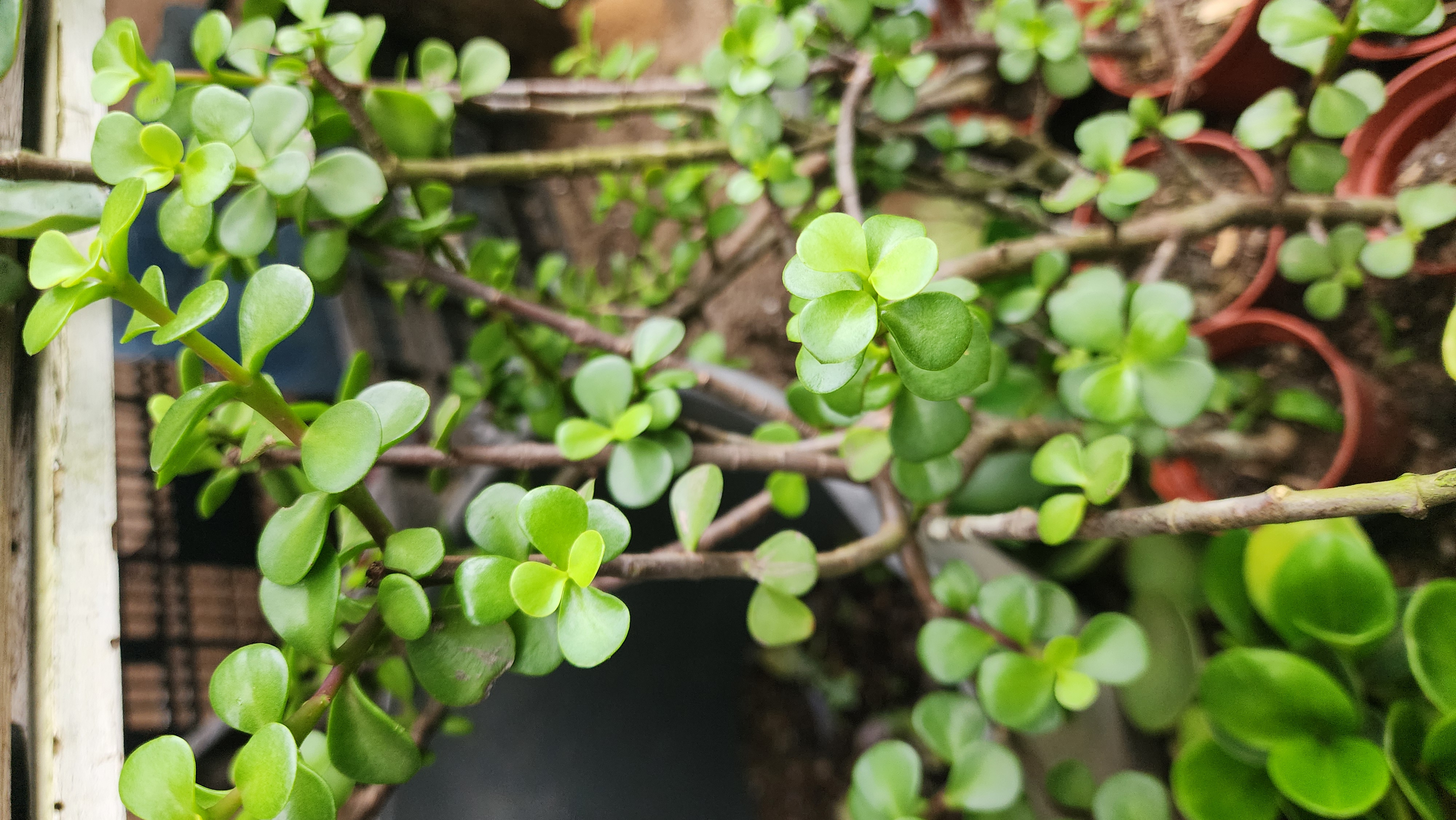 Portucaria Afra