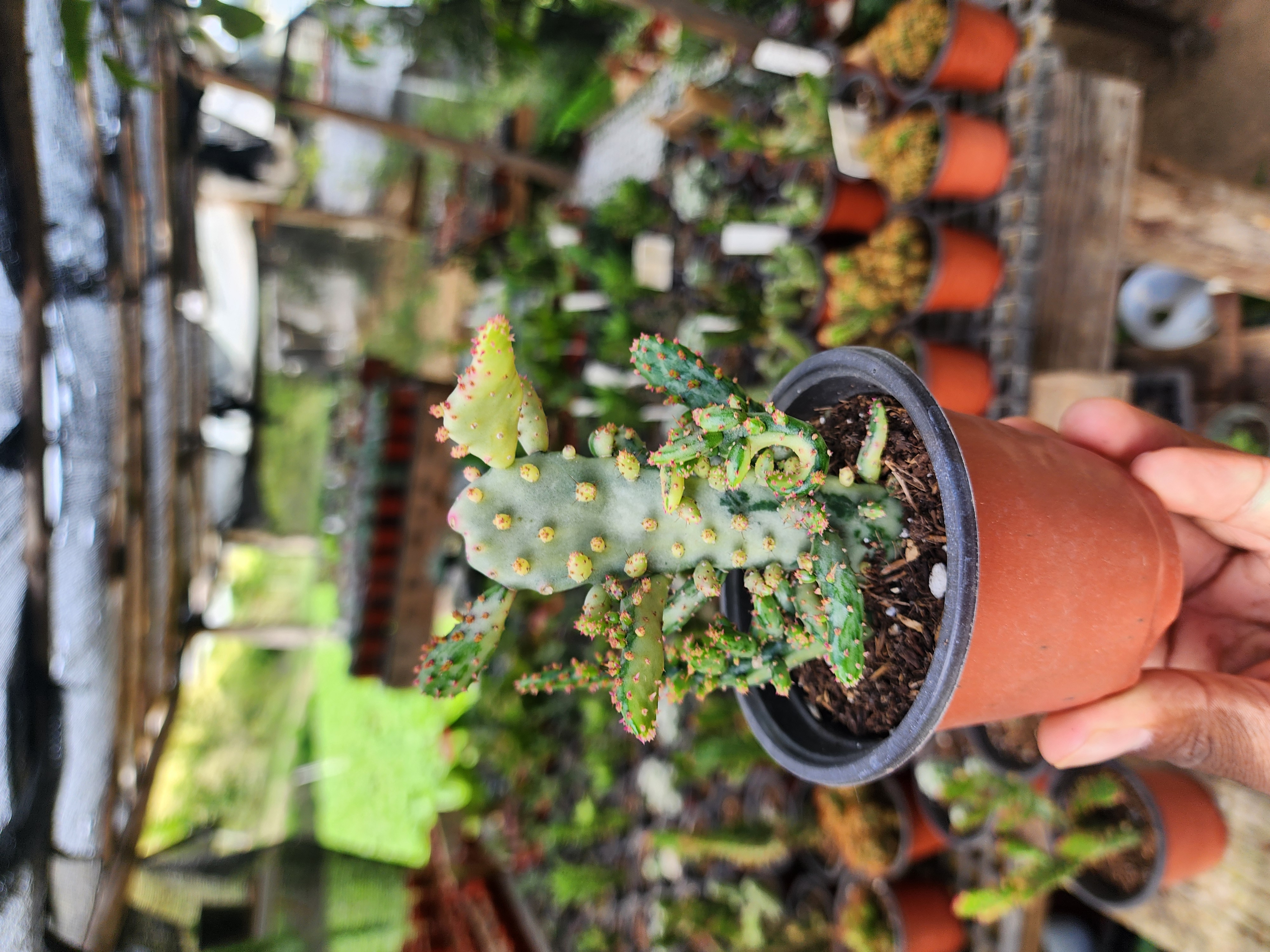 Opuntia Monacantha Variegada