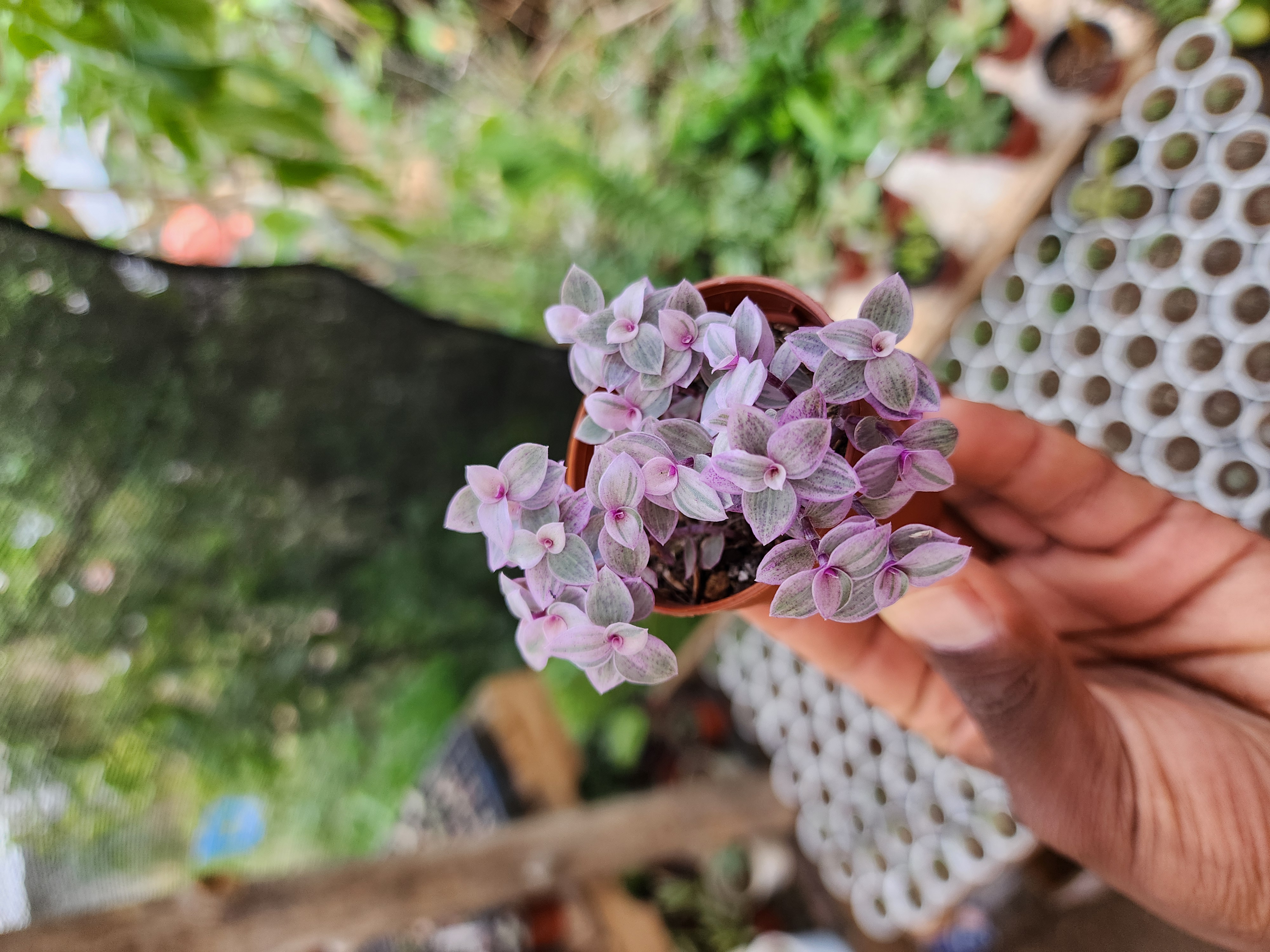 Callisia Repens Pink Lady