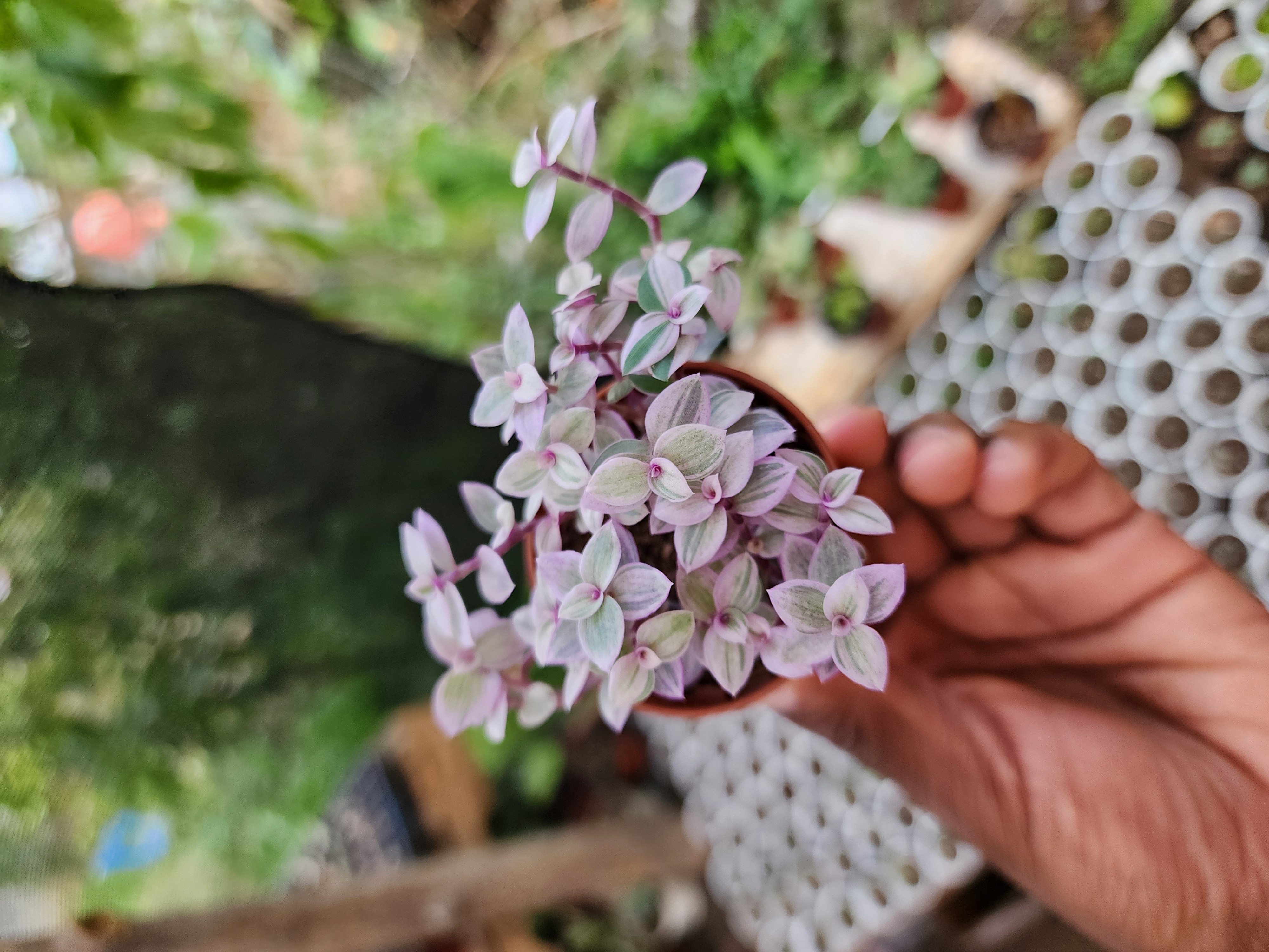 Callisia Repens Pink Lady