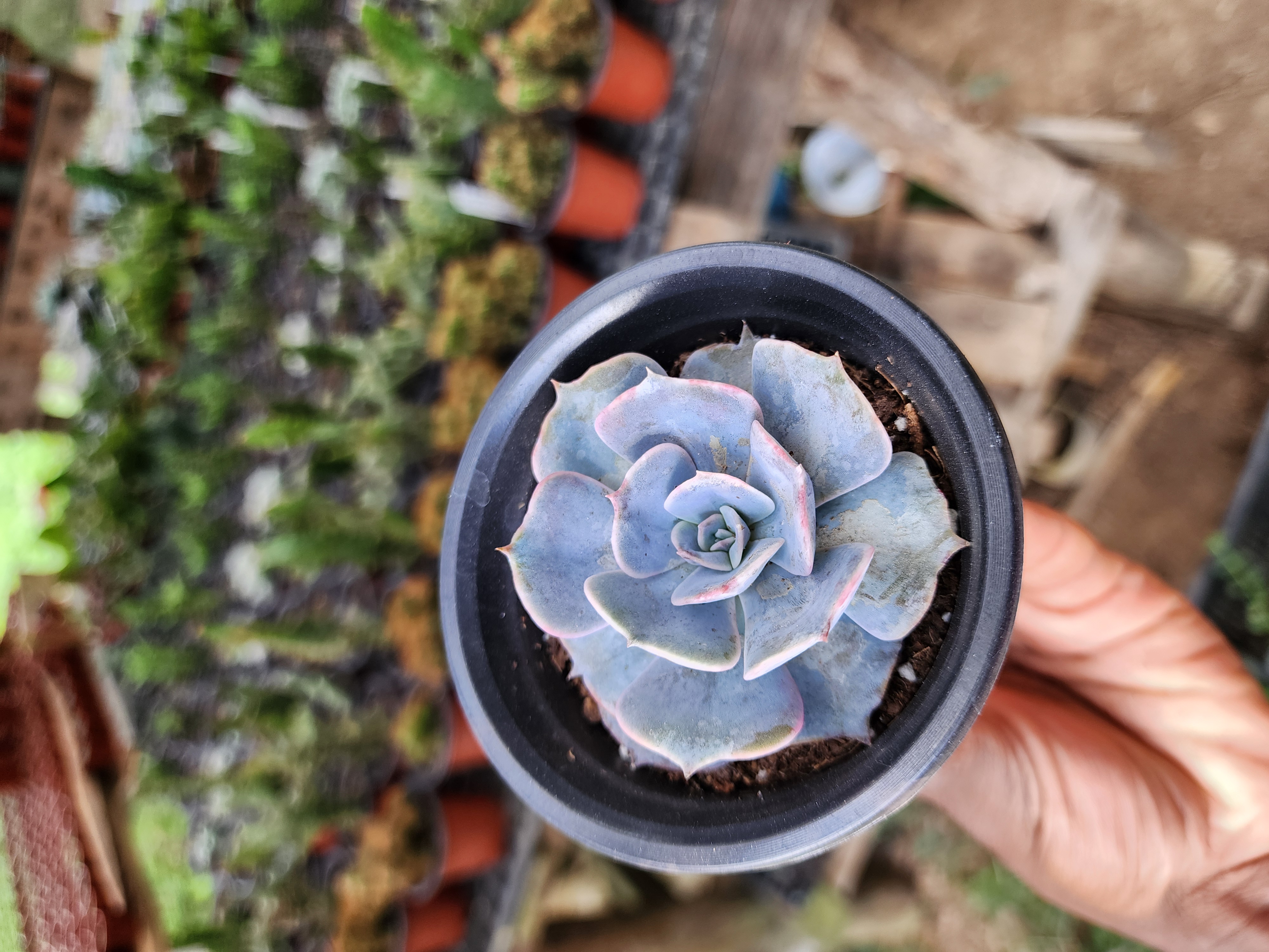 Graptoveria Demie Lune