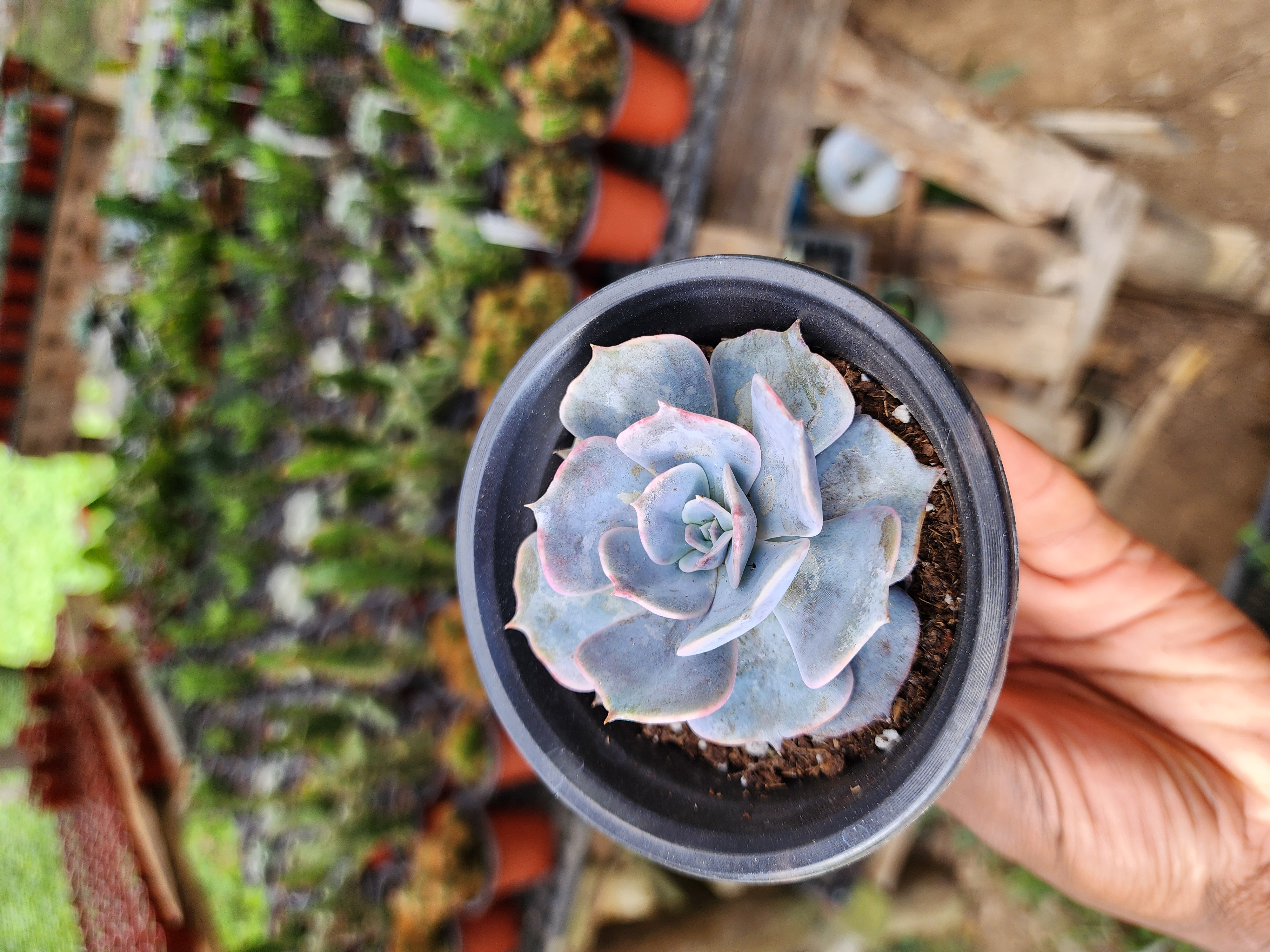 Graptoveria Demie Lune