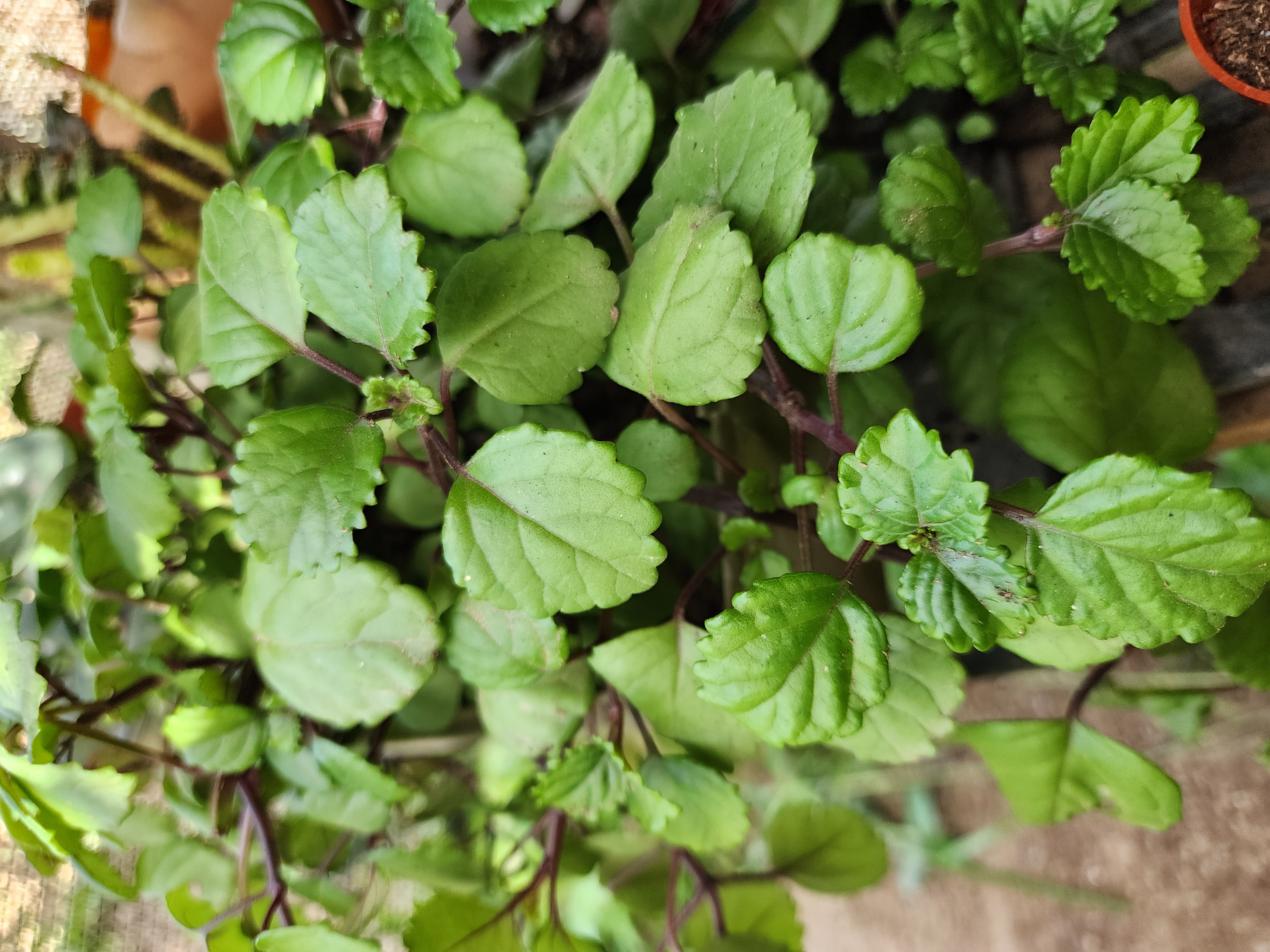 Plectranthus Verticillatus (Planta del Dinero)