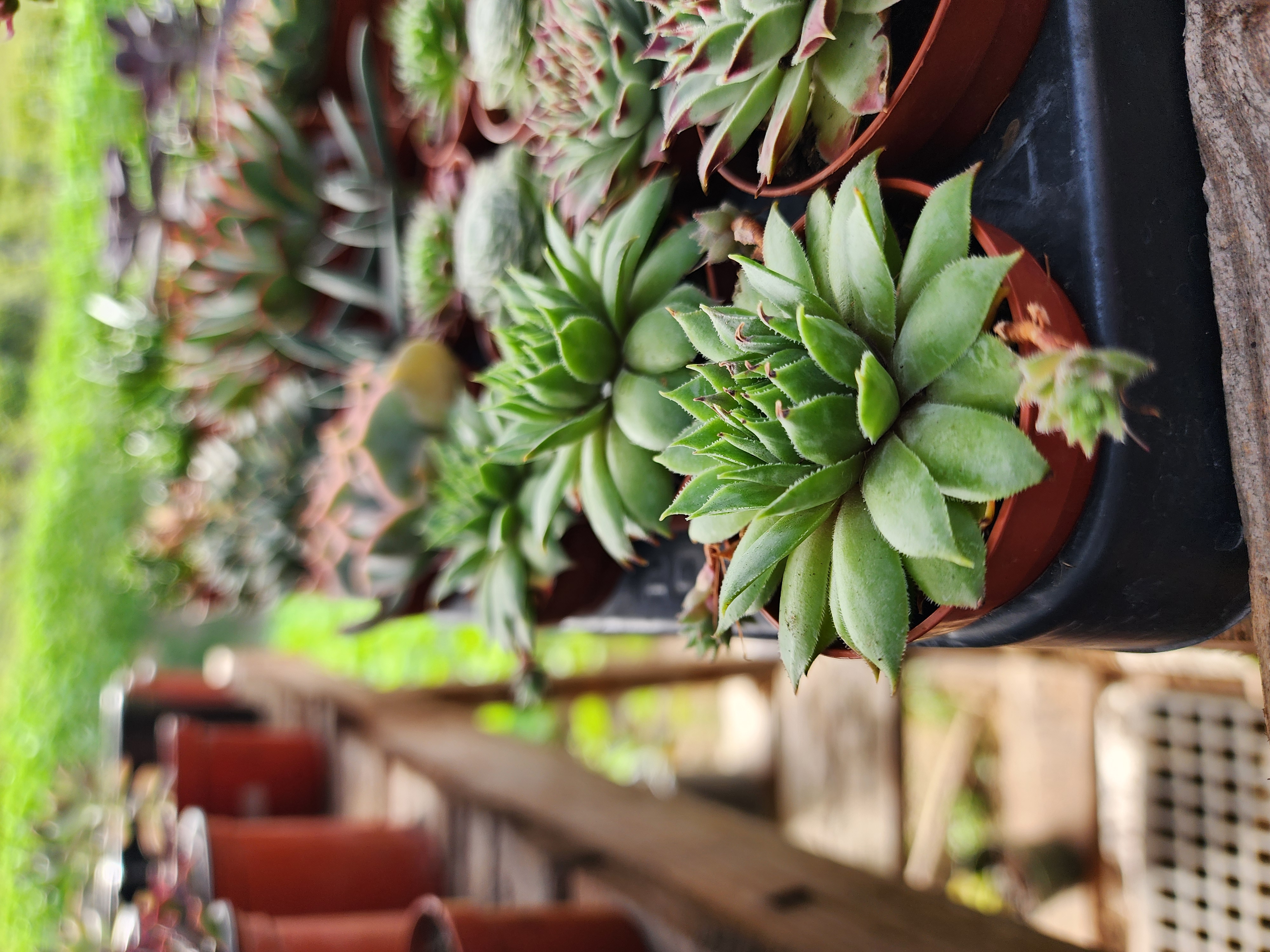 Sempervivum Spp 01