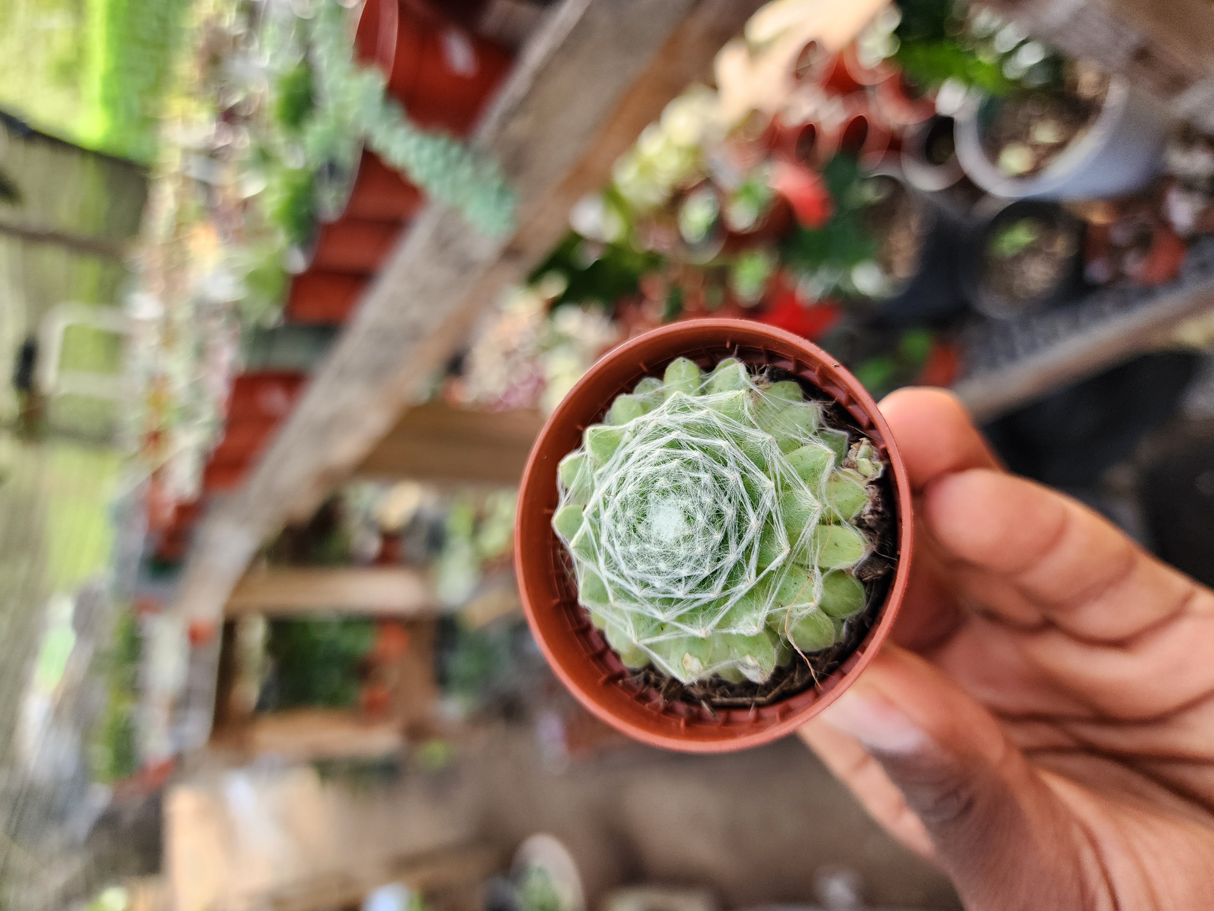 Sempervivum Arachnodeum Spp