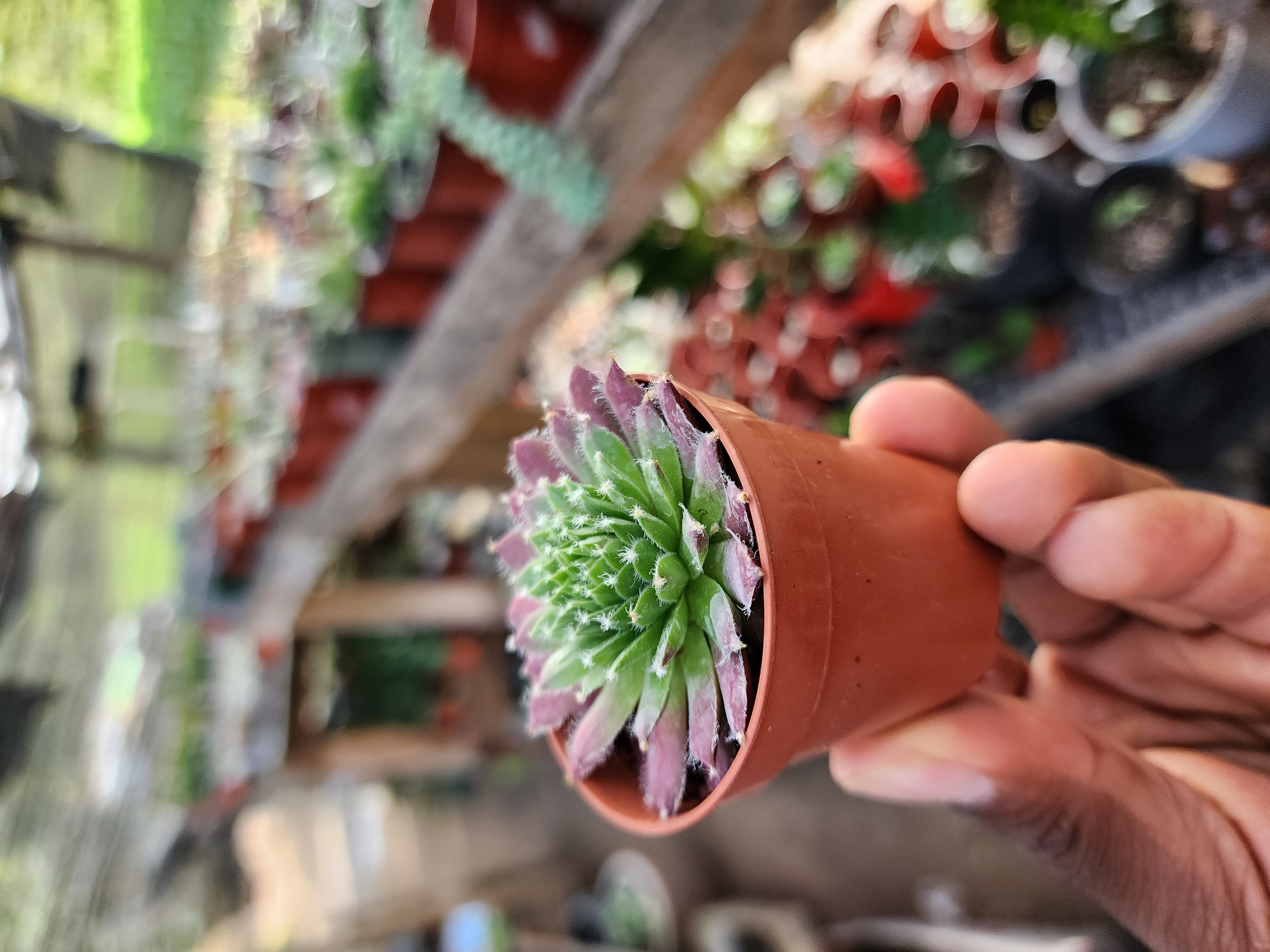 Sempervivum arachnoideum rubrum