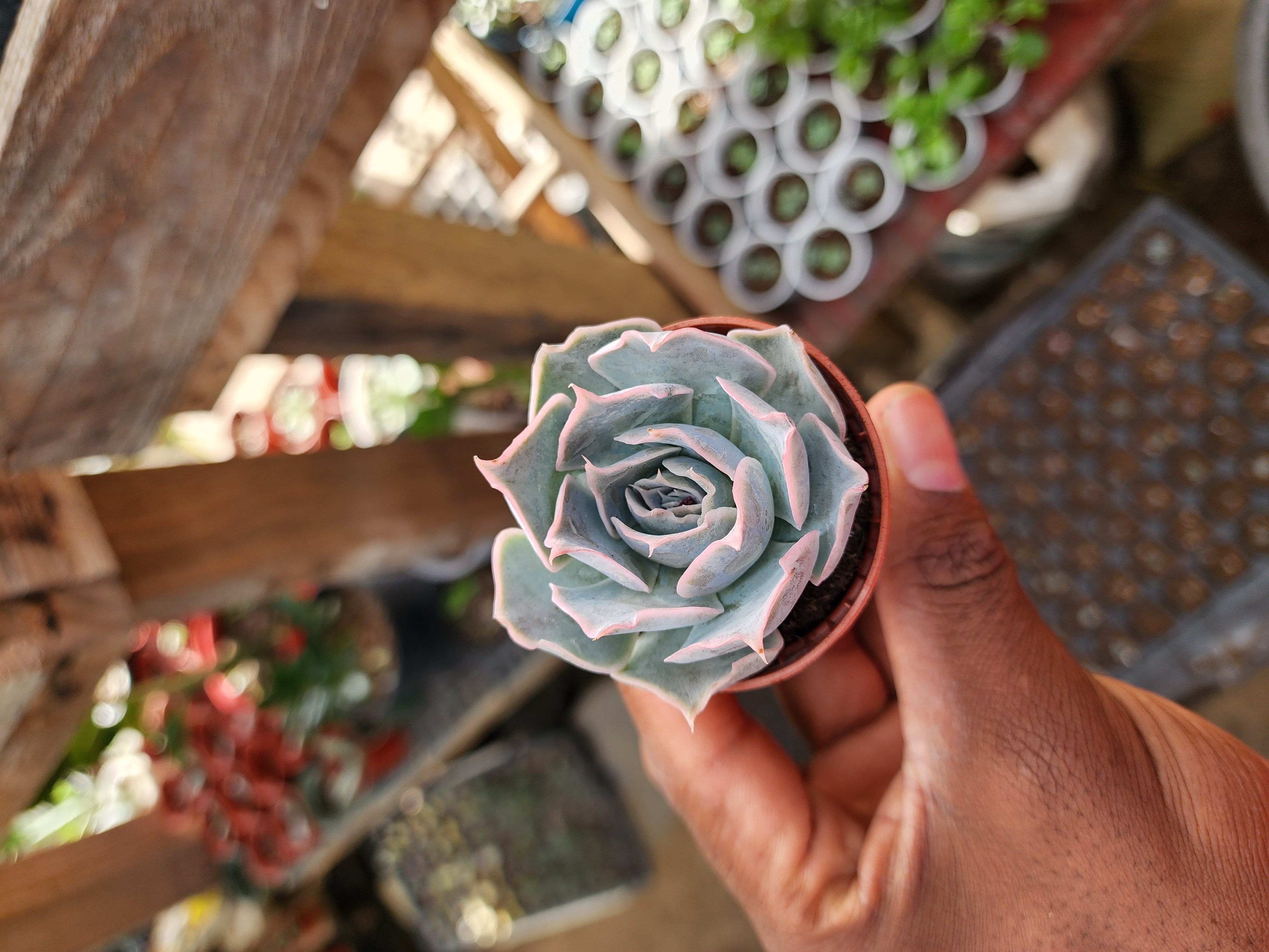 Echeveria Pollux