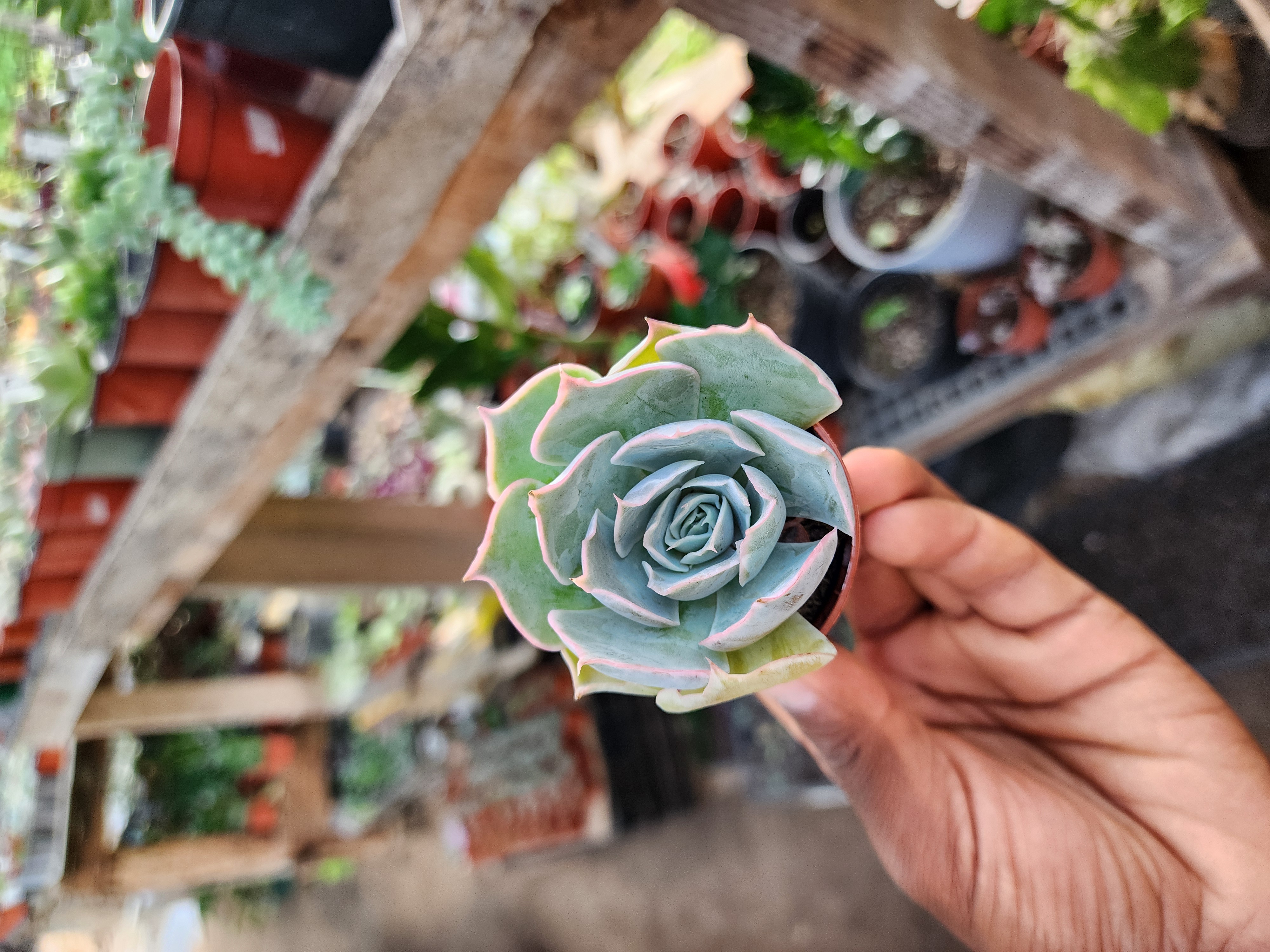 Echeveria Pollux