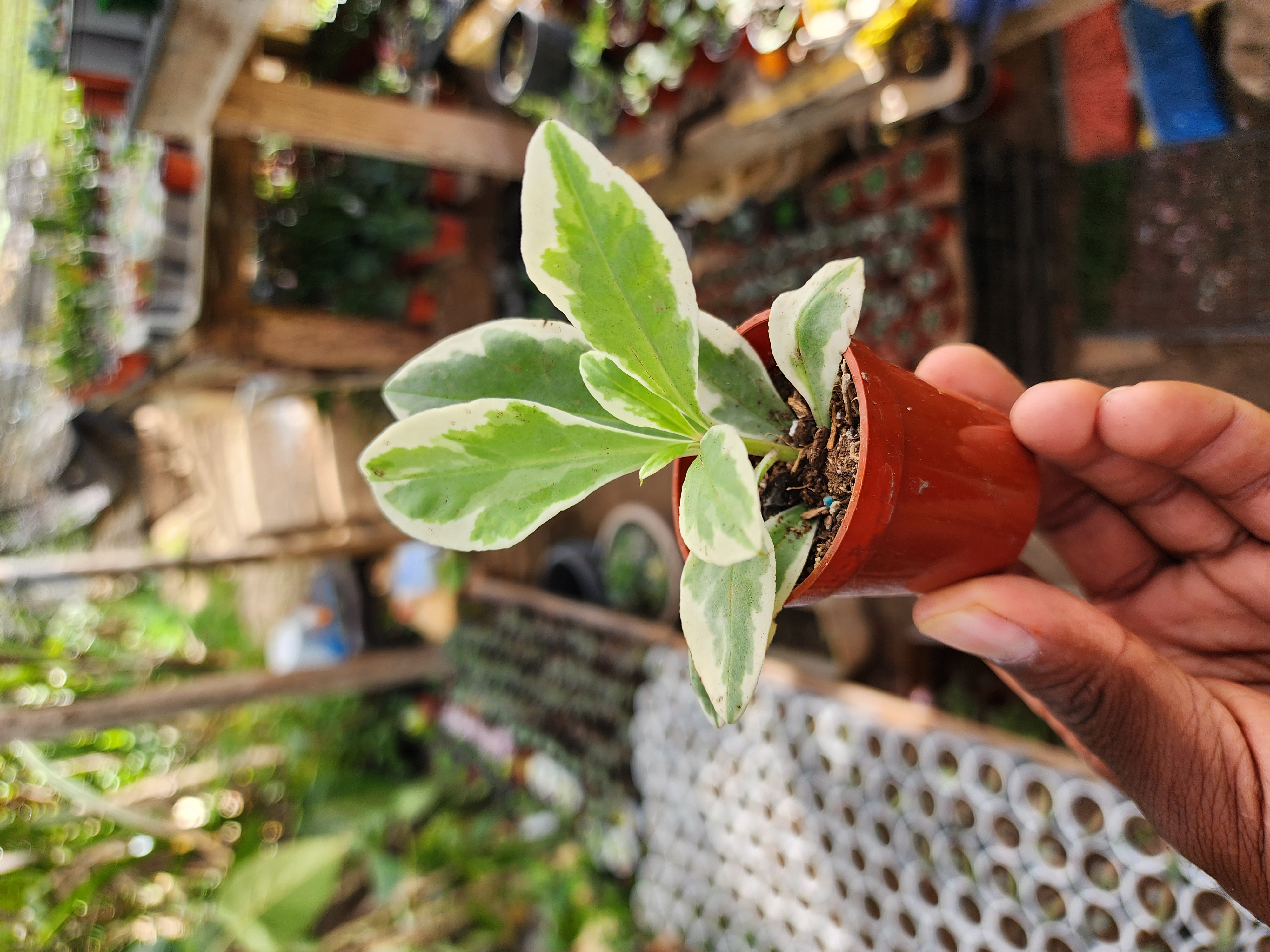Talinum Paniculatum `Variegada` (Joyas de Opar)