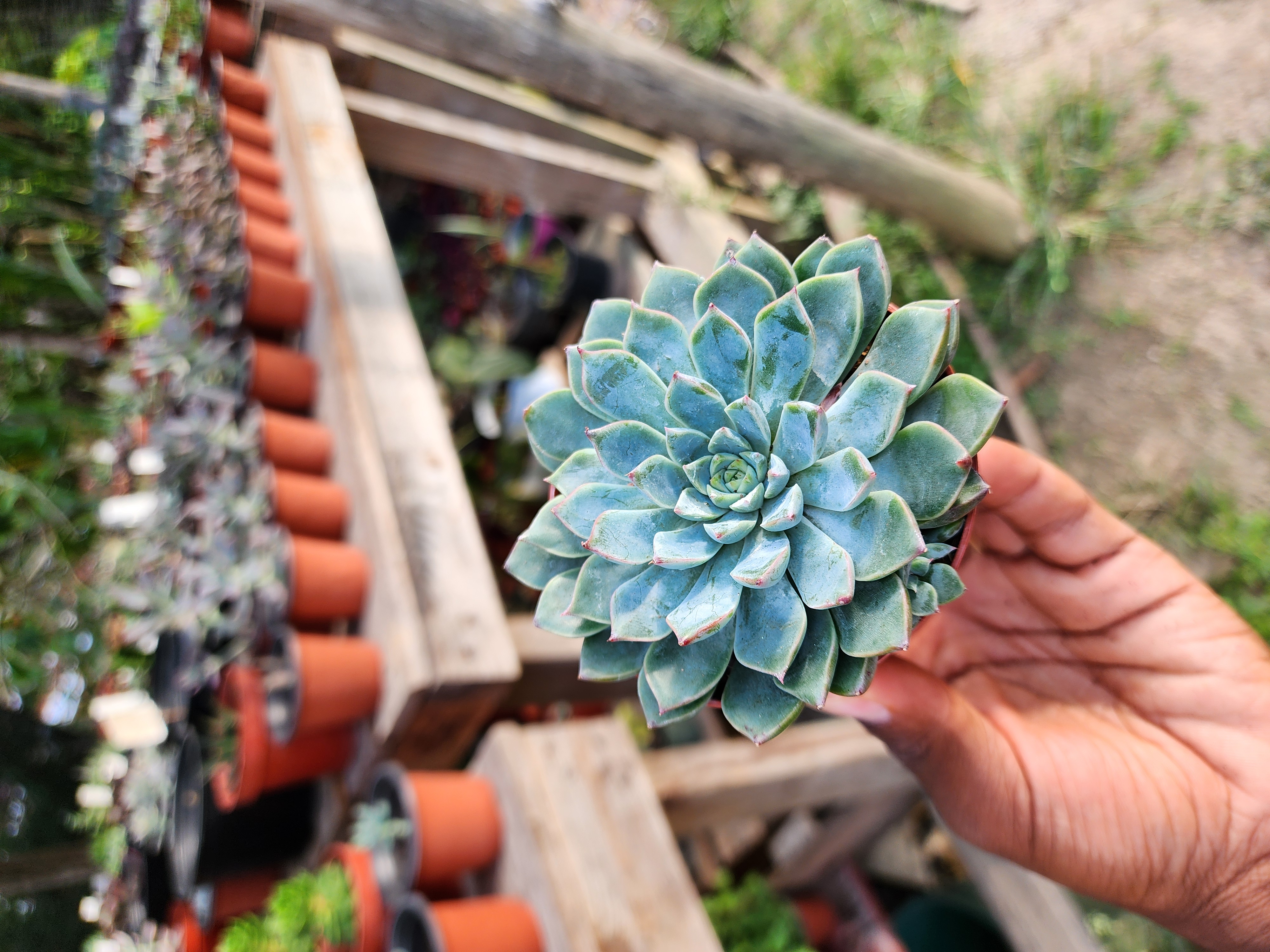 Graptopetalum  Vega