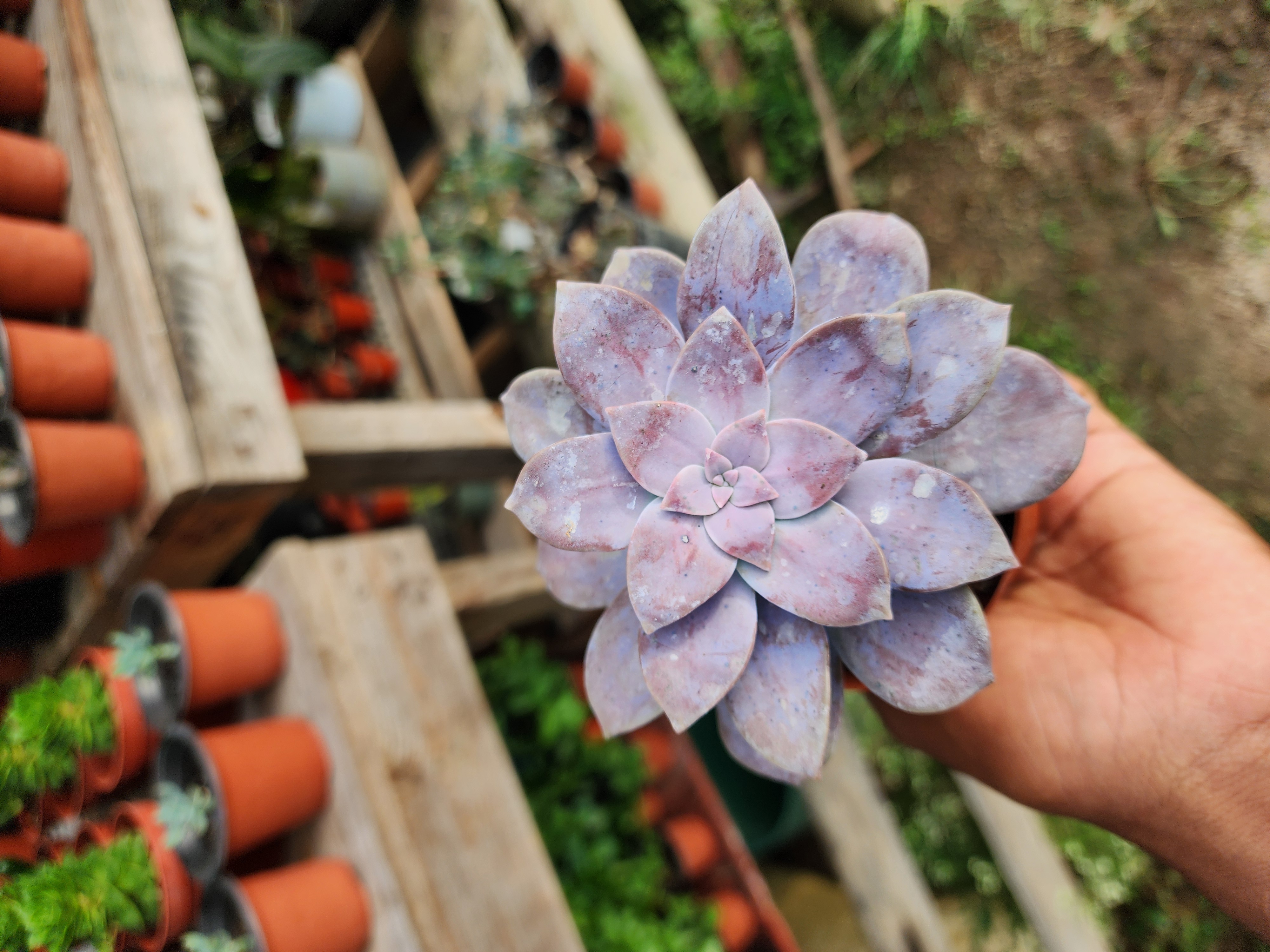 Graptopetalum Superbum