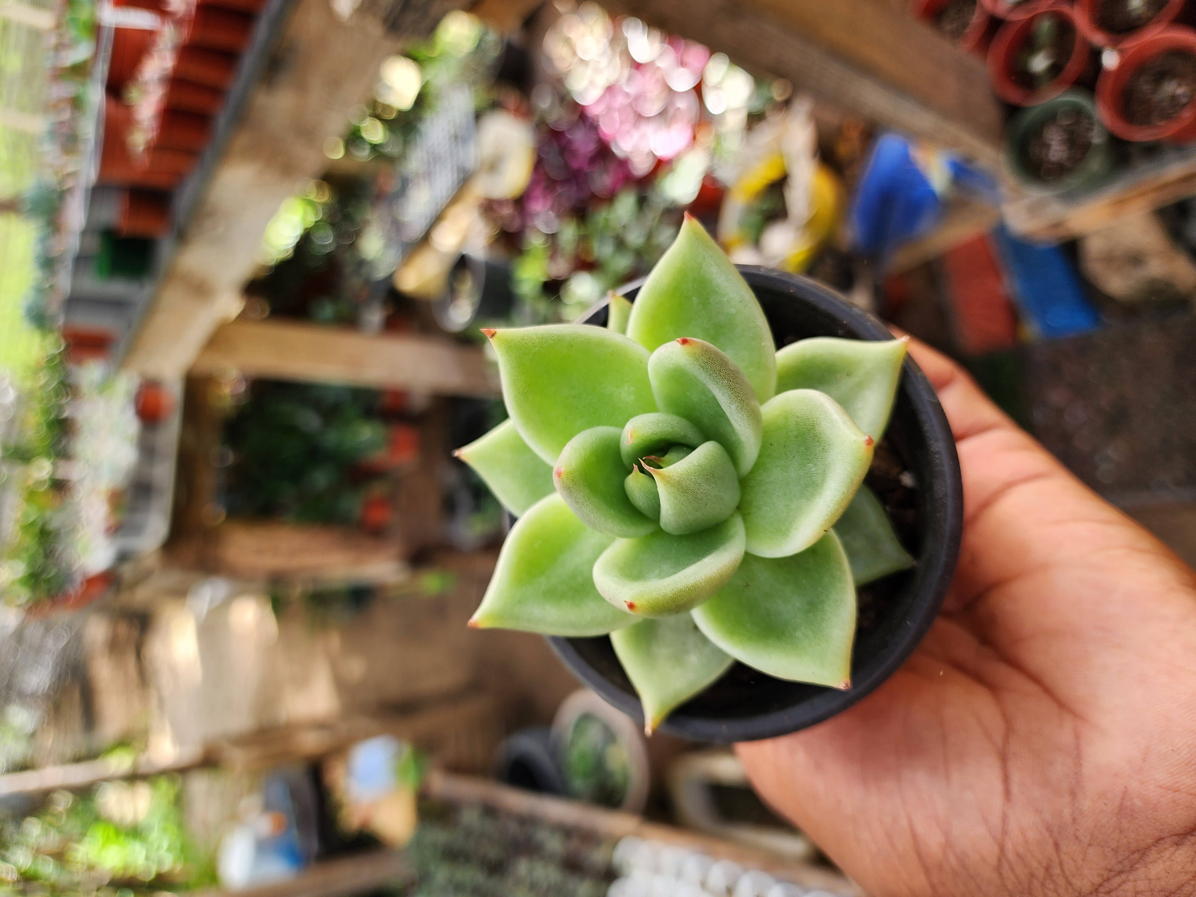 Echeveria agavoides