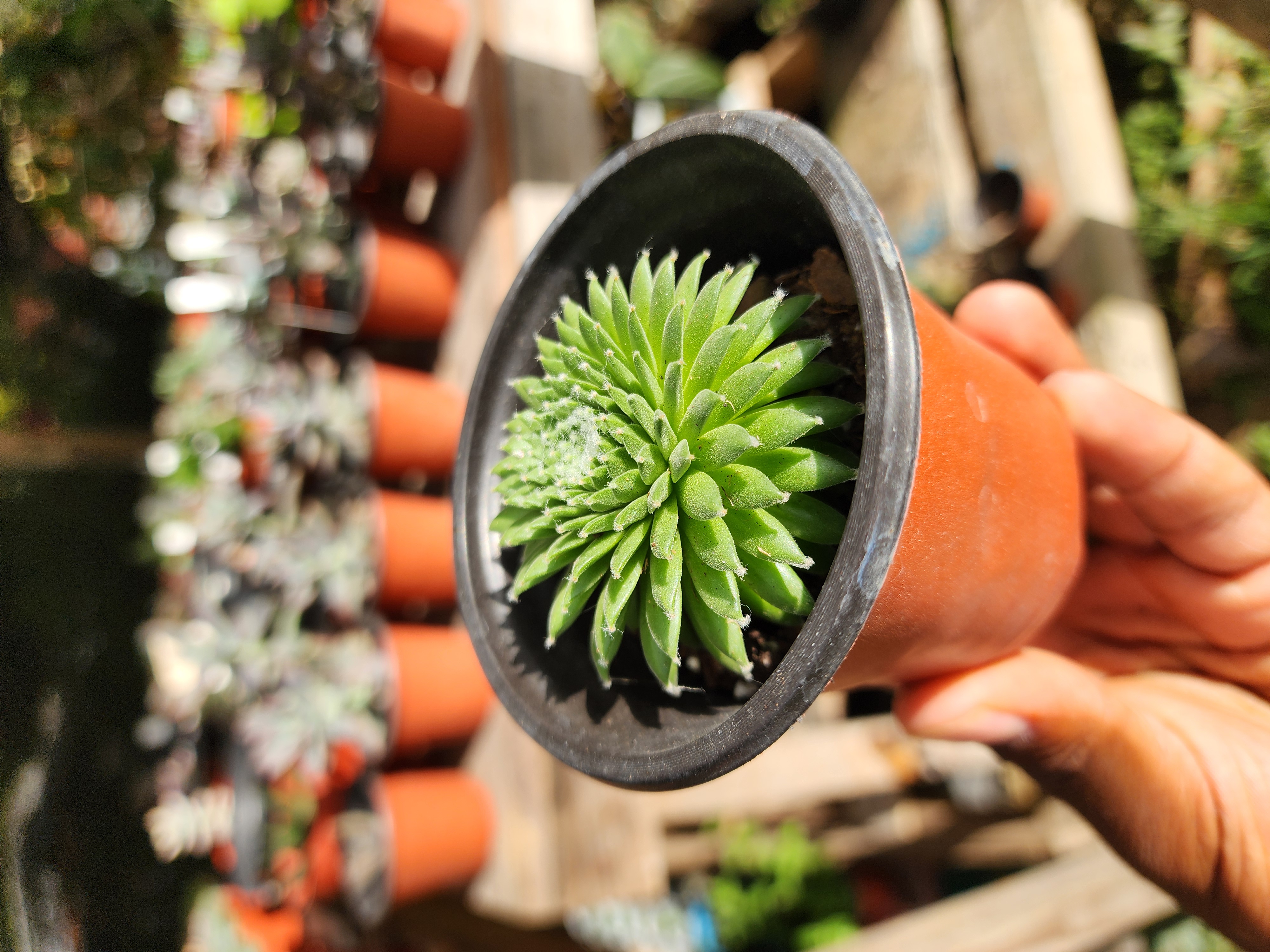 Sempervivum arachnoideum sp1