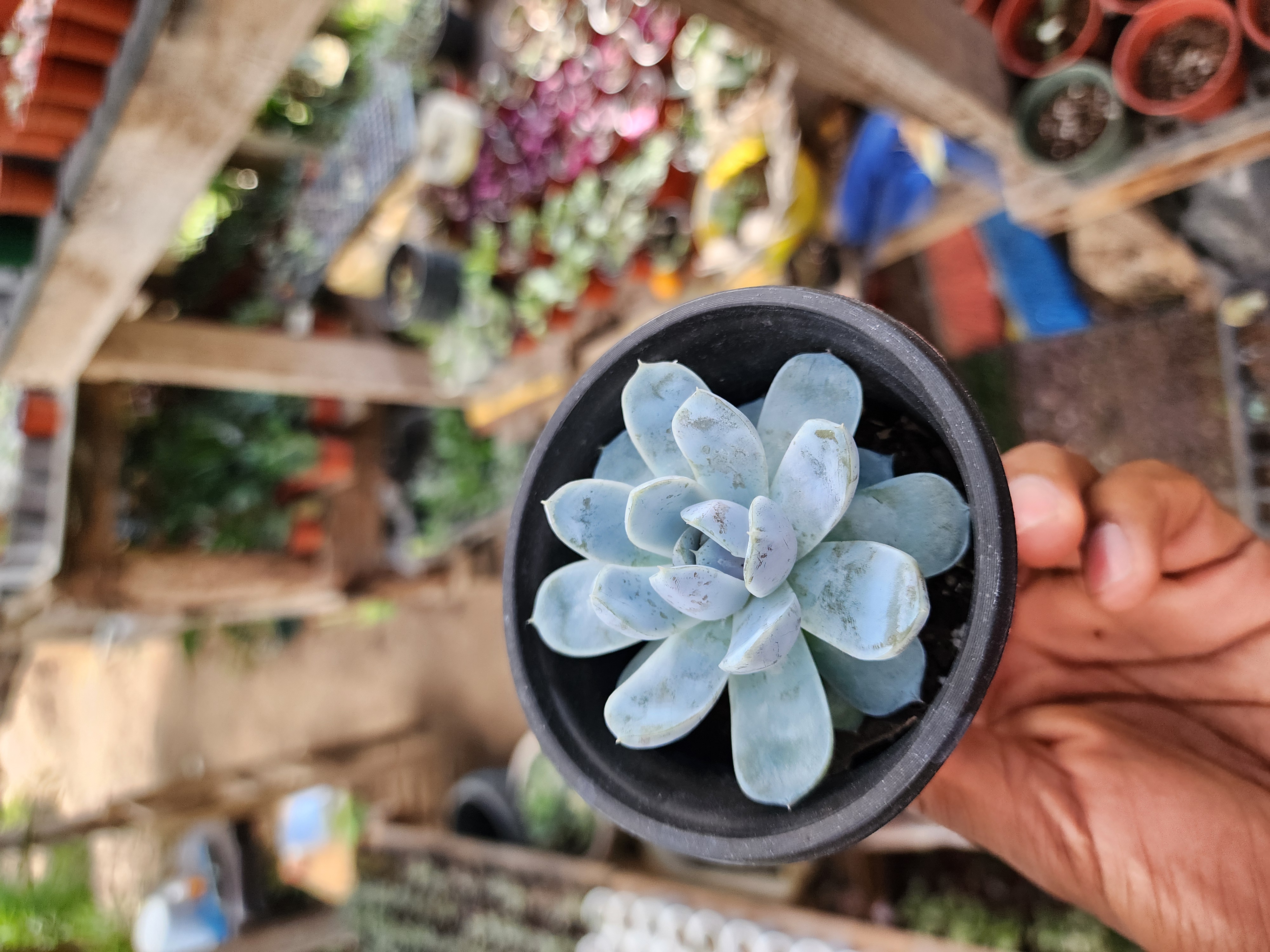 Echeveria Snow Bunny
