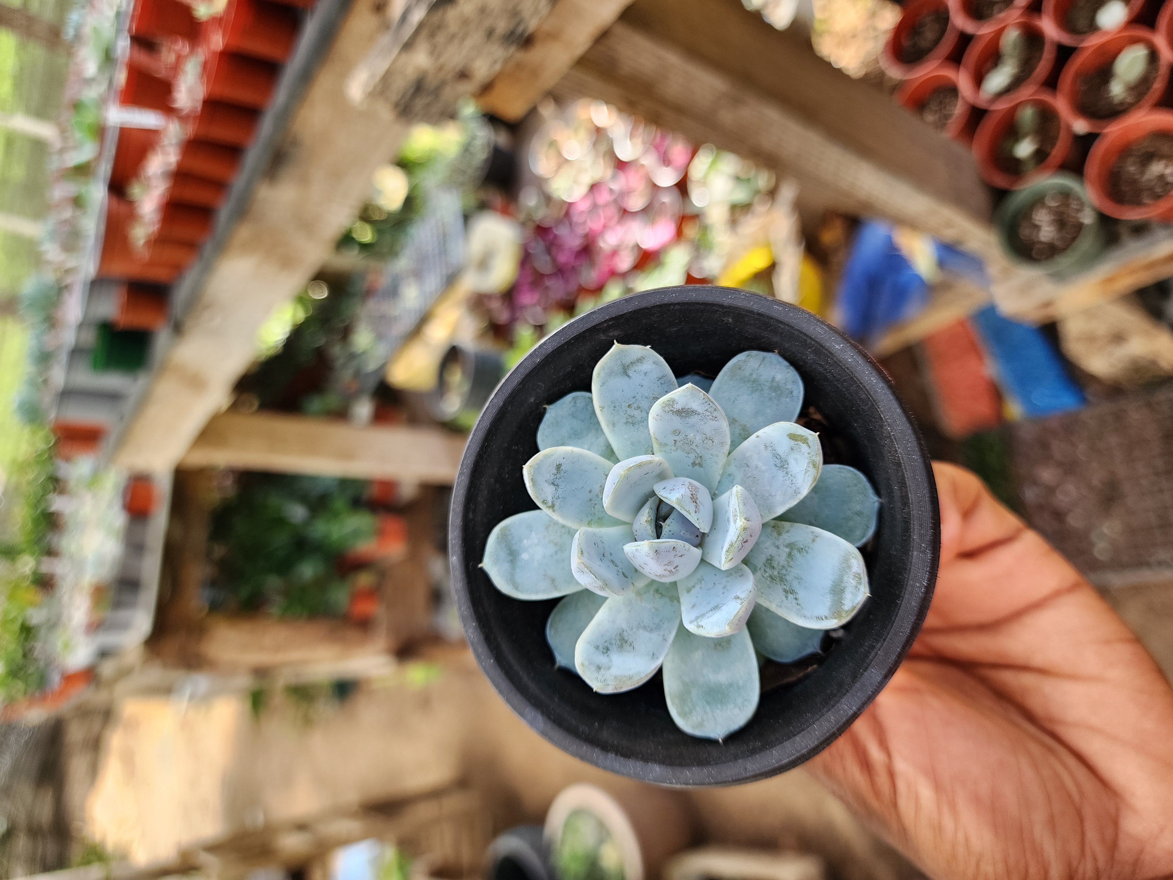 Echeveria Snow Bunny