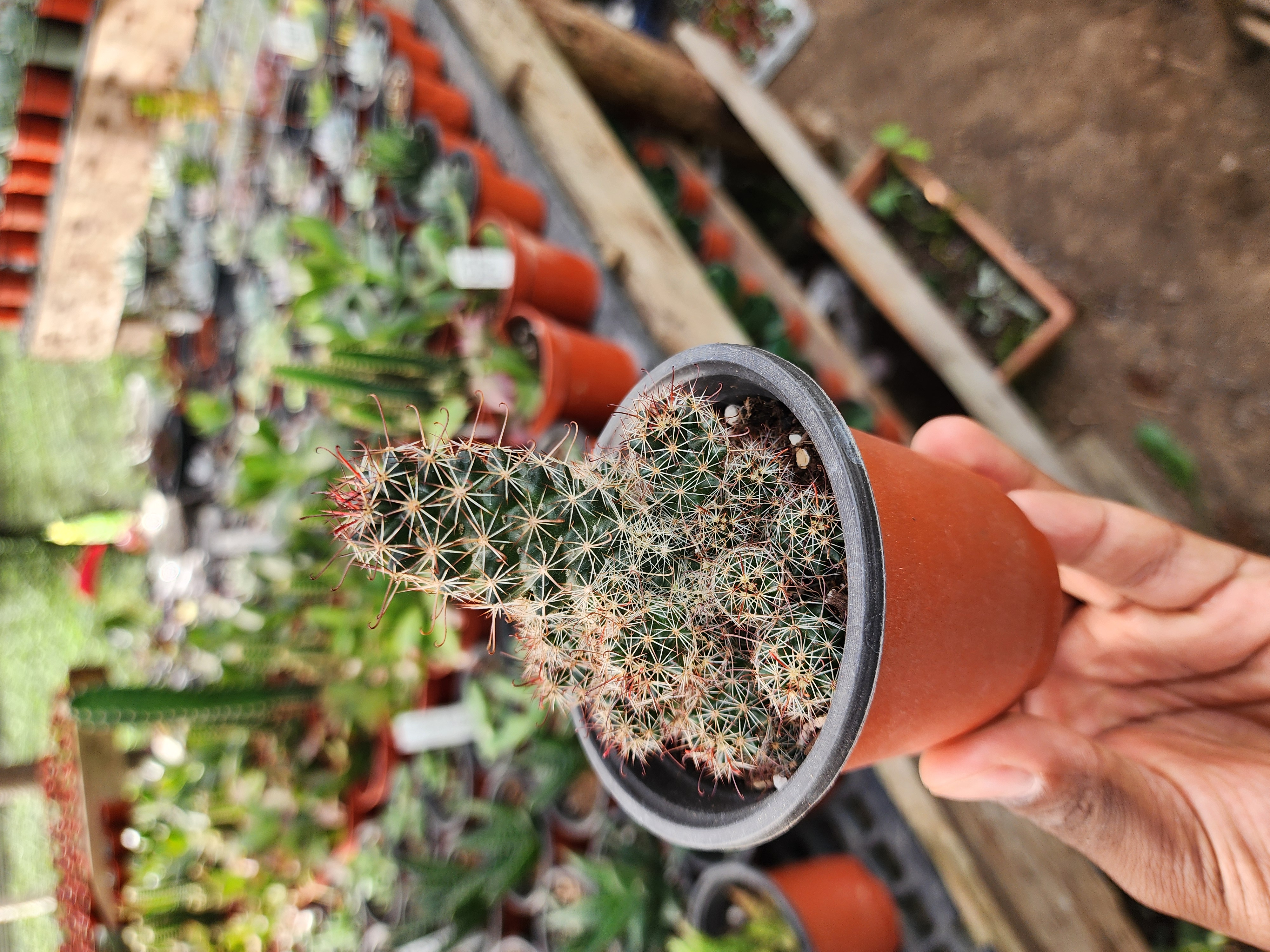 Mammillaria veluta