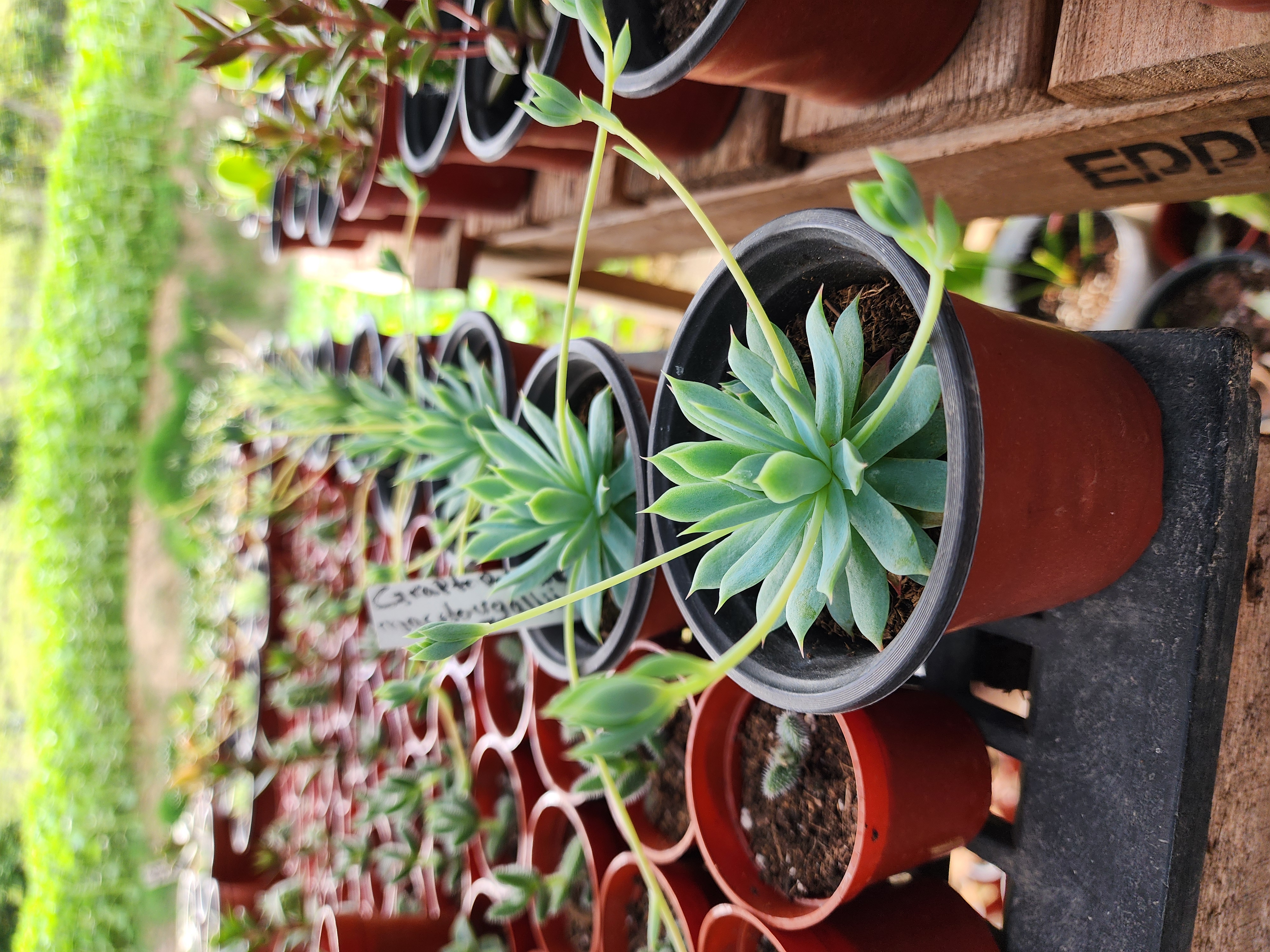 Graptopetalum Macdougallii