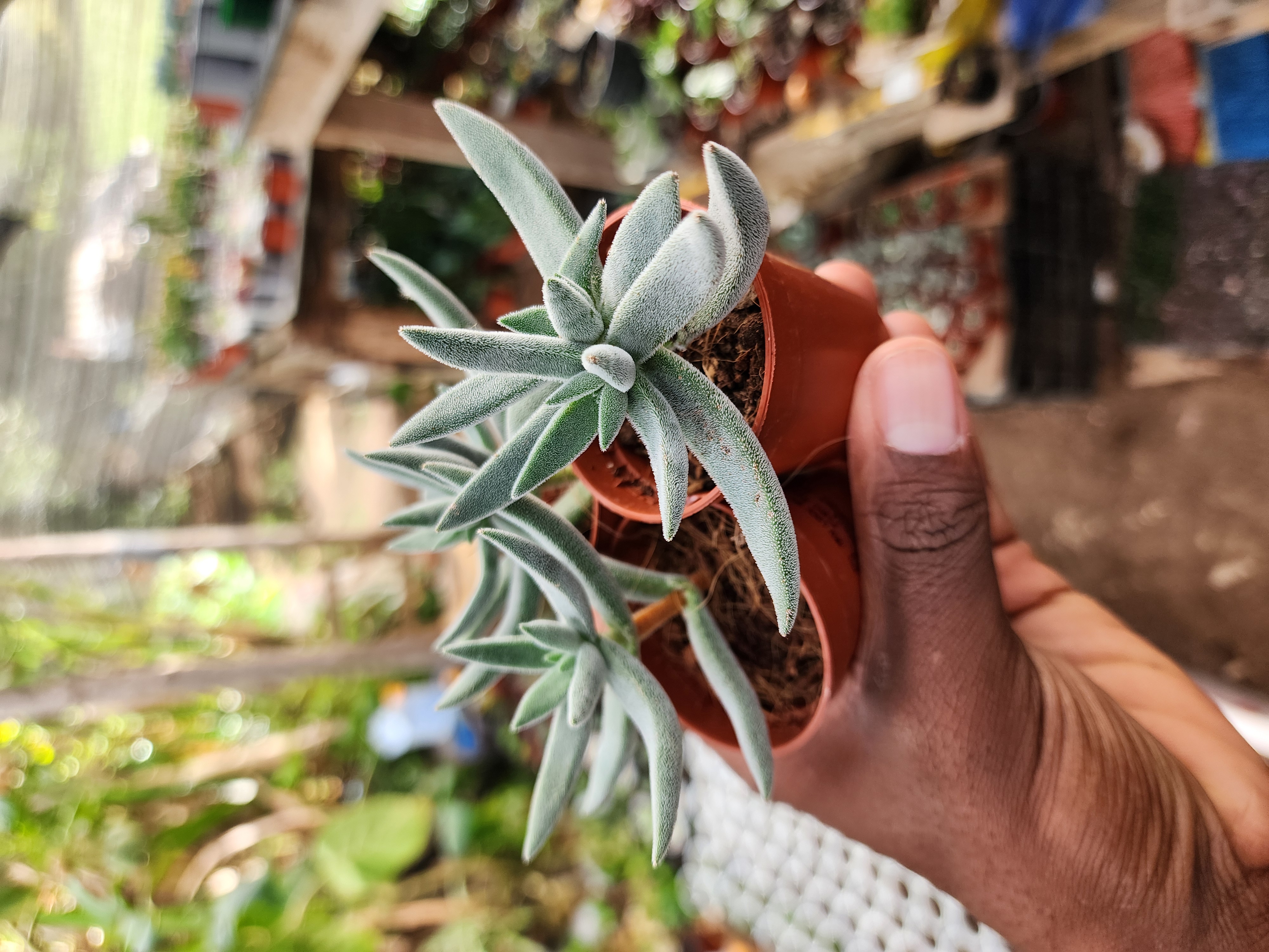 Crassula Tenelii