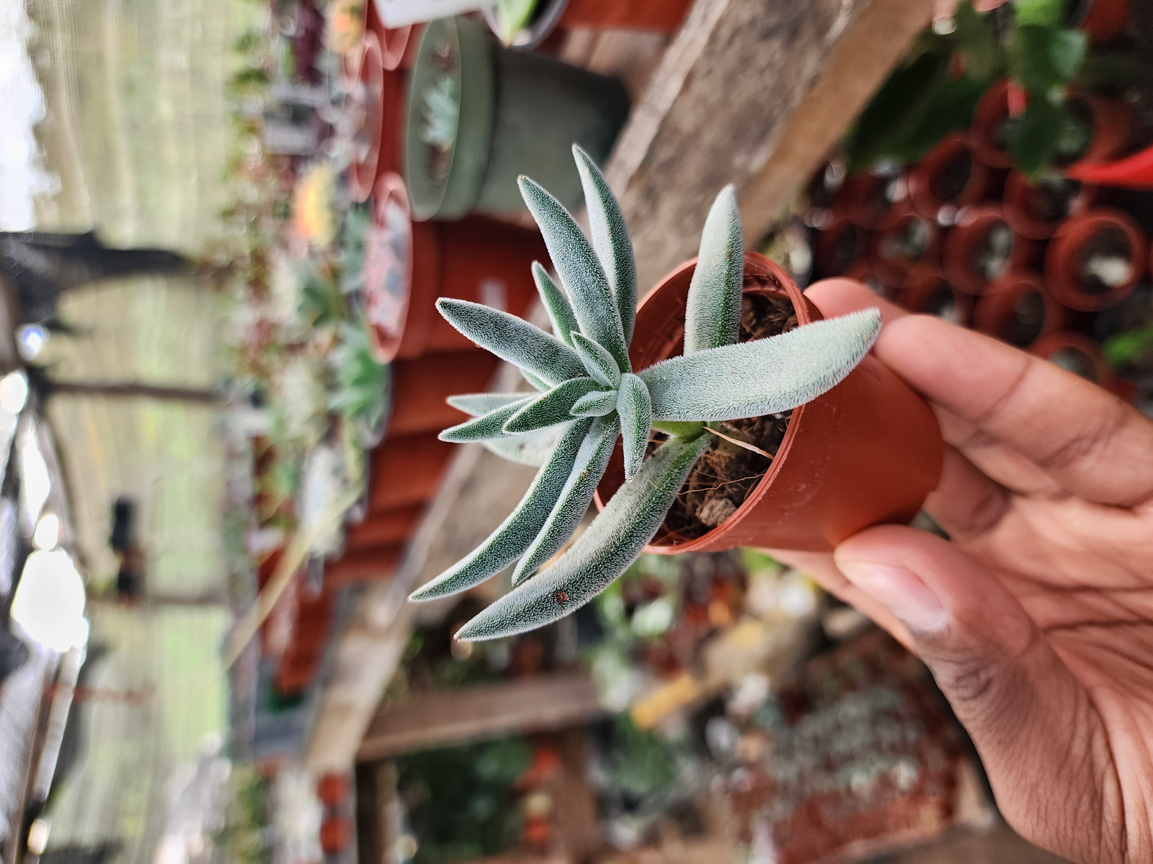 Crassula Tenelii
