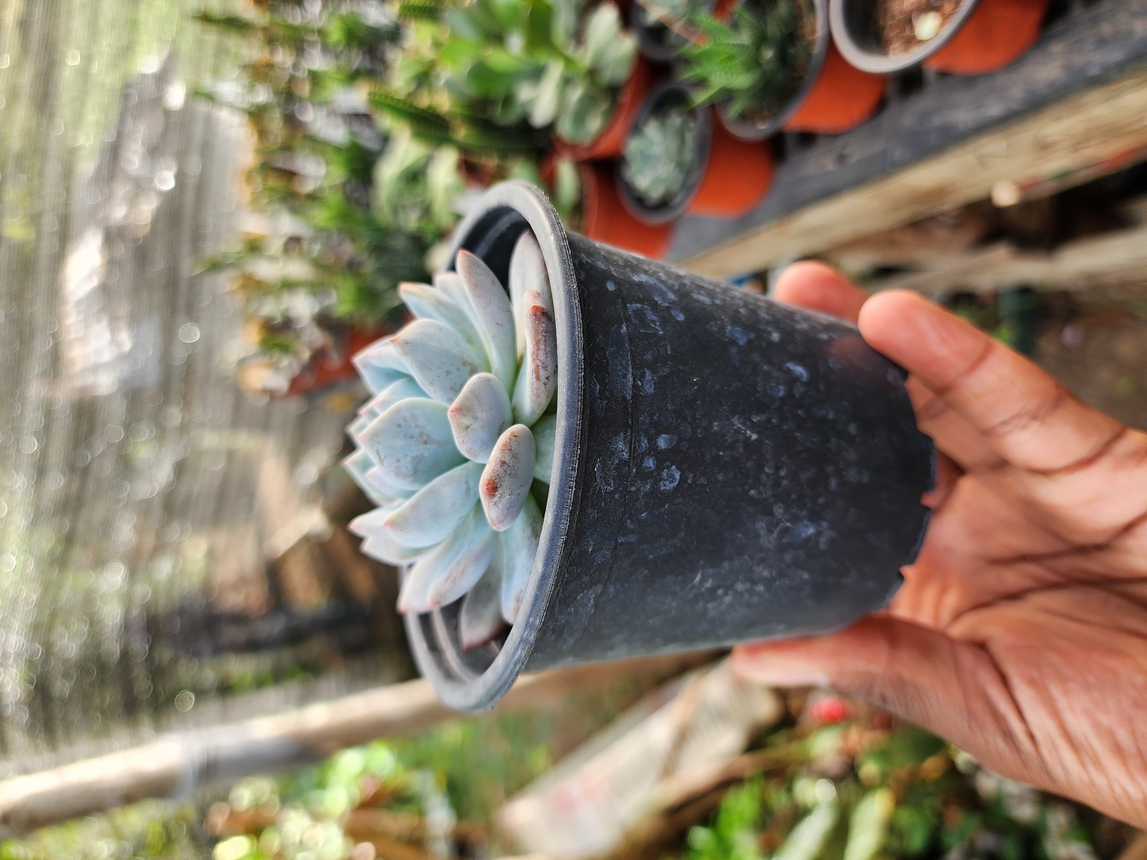 Echeveria Monroe
