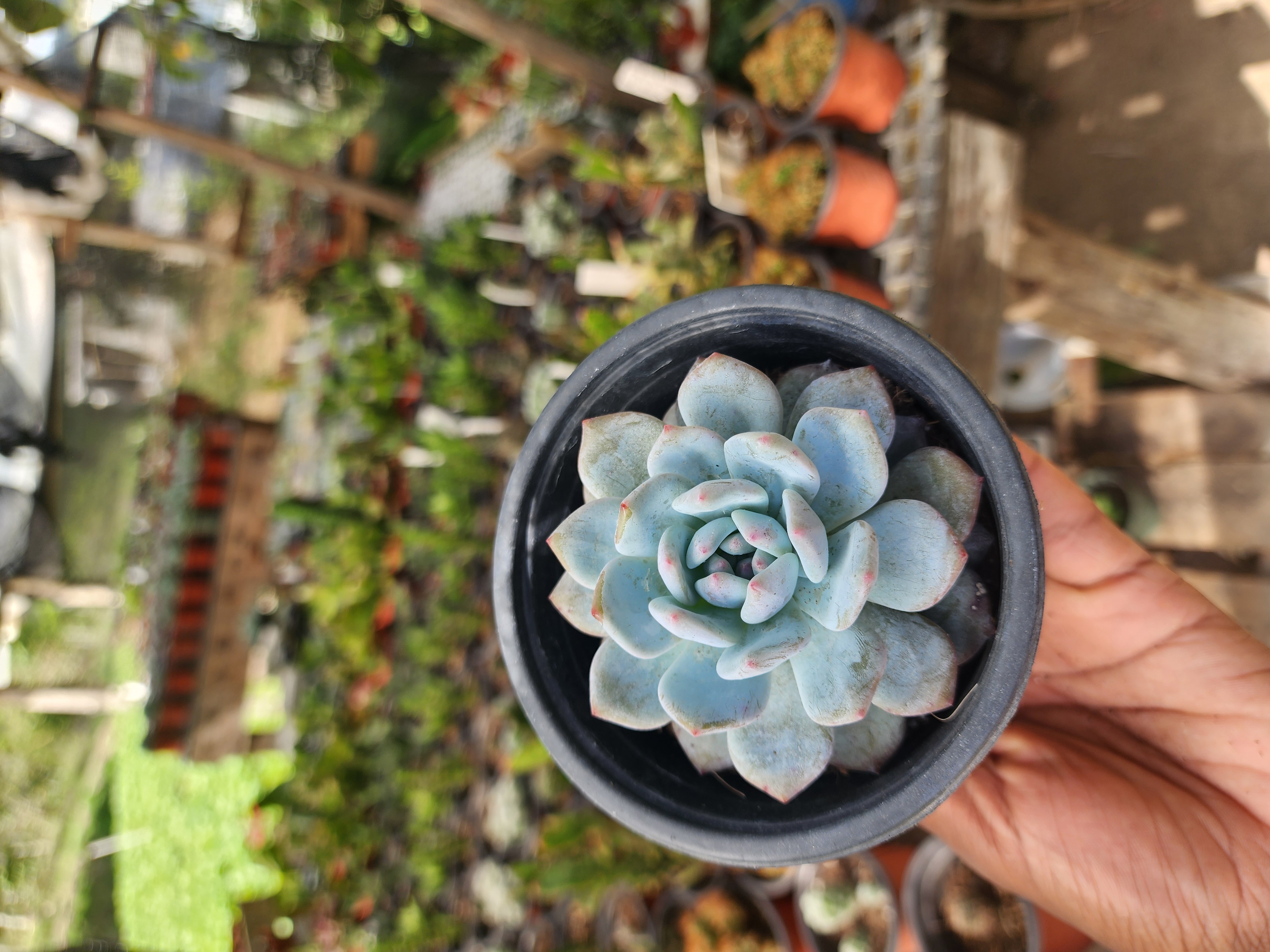 Echeveria Monroe
