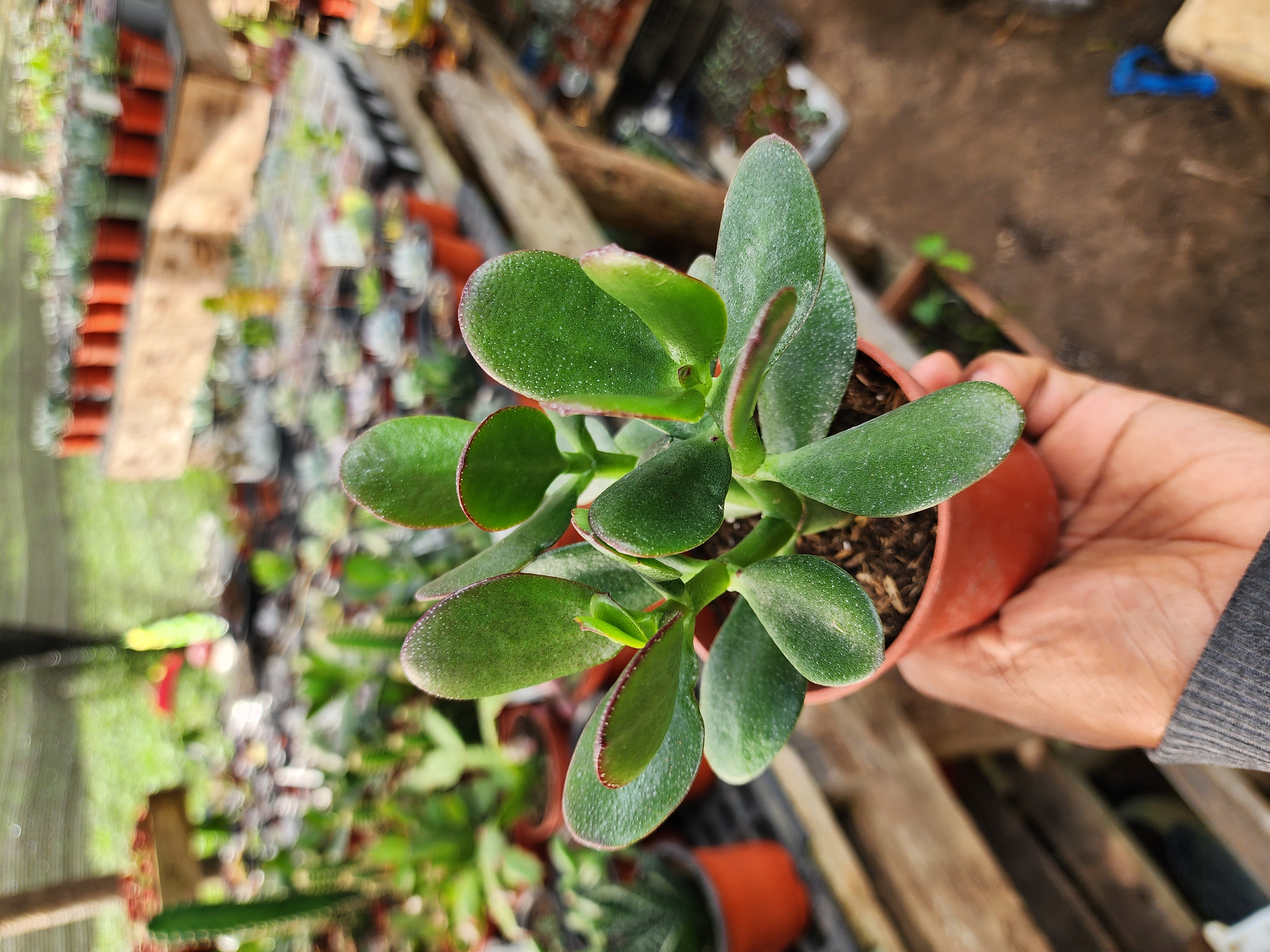 Crassula Ovata (Jade).