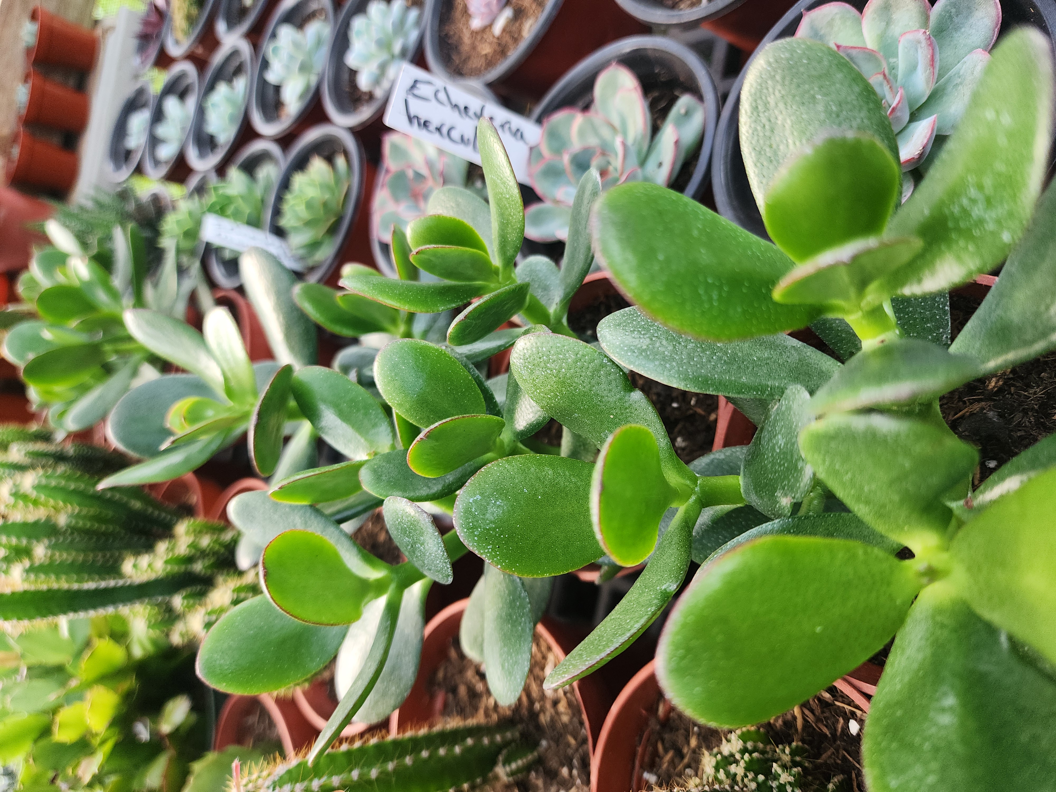 Crassula Ovata (Jade).