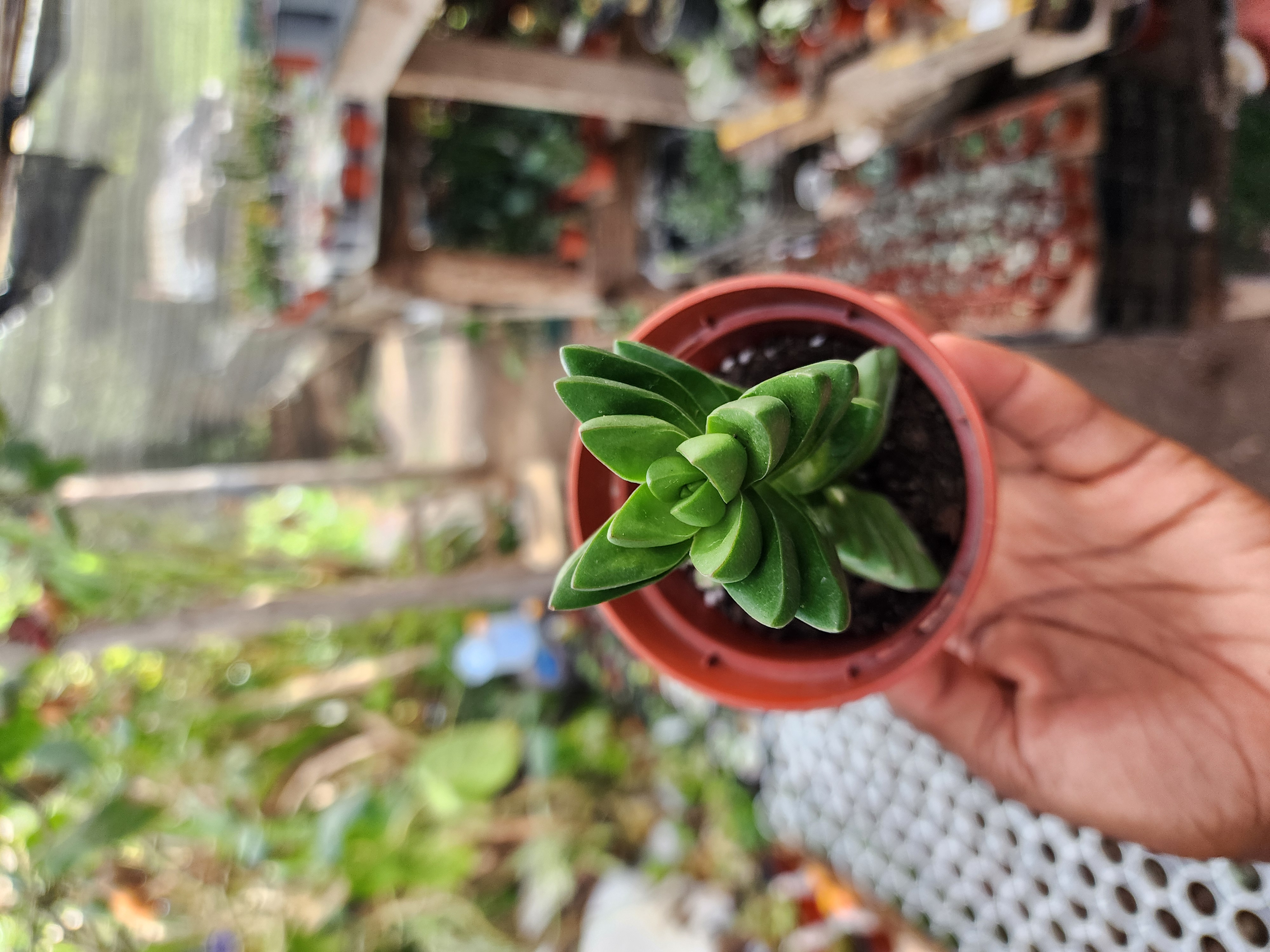 Crassula Benjamin