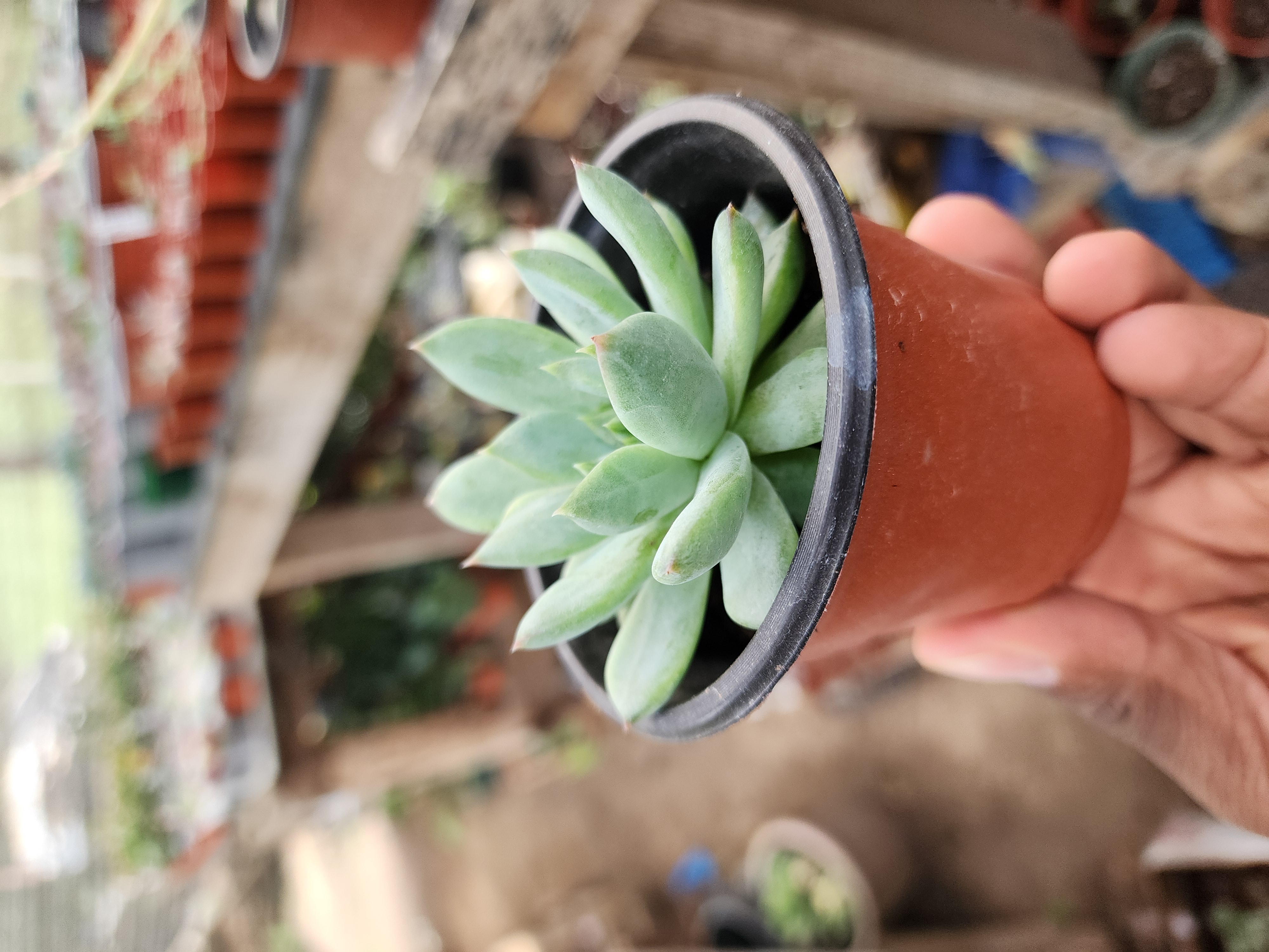Echeveria Spp N ID