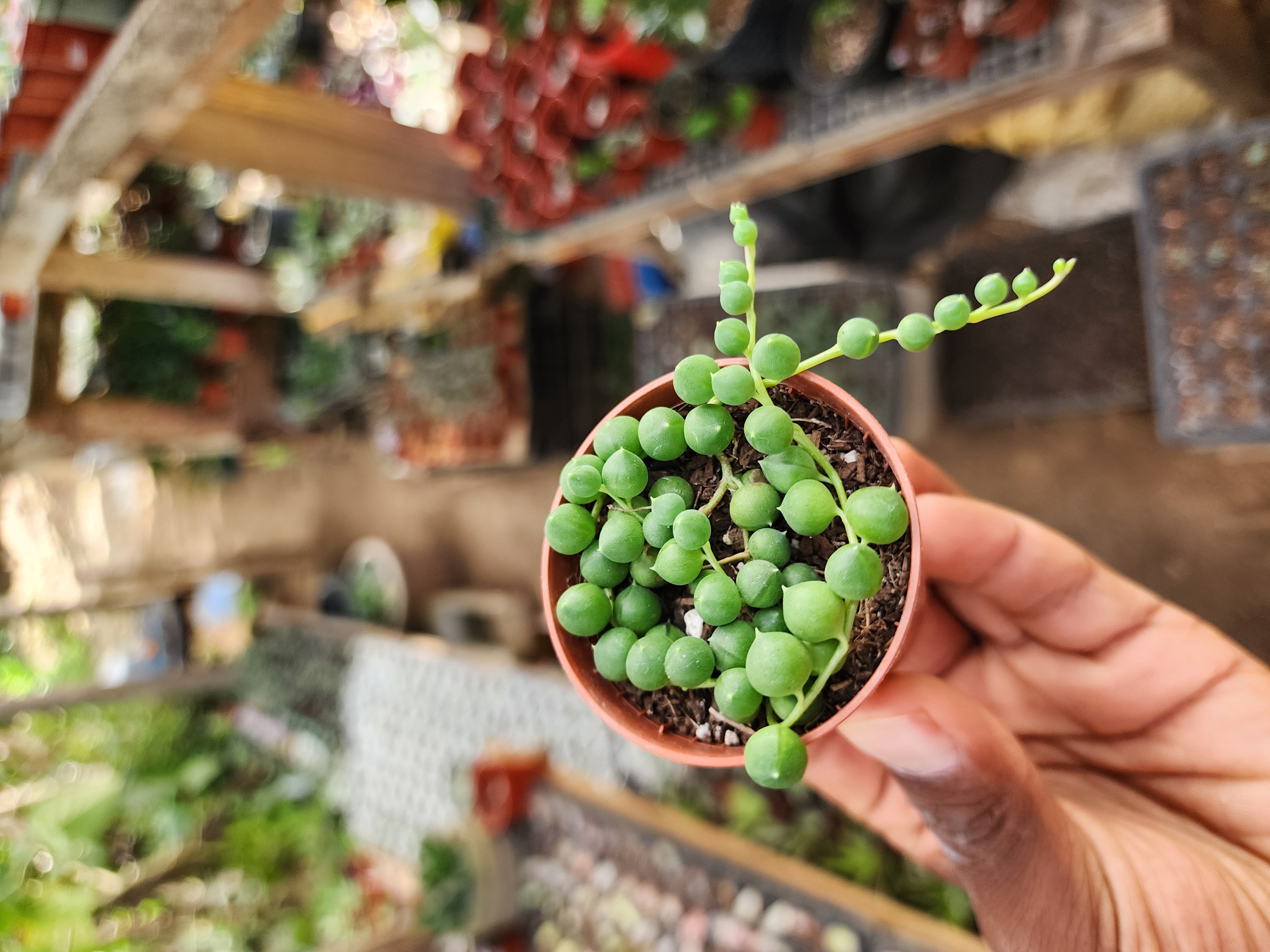 Senecio Rowleyanus  (Rosarios)