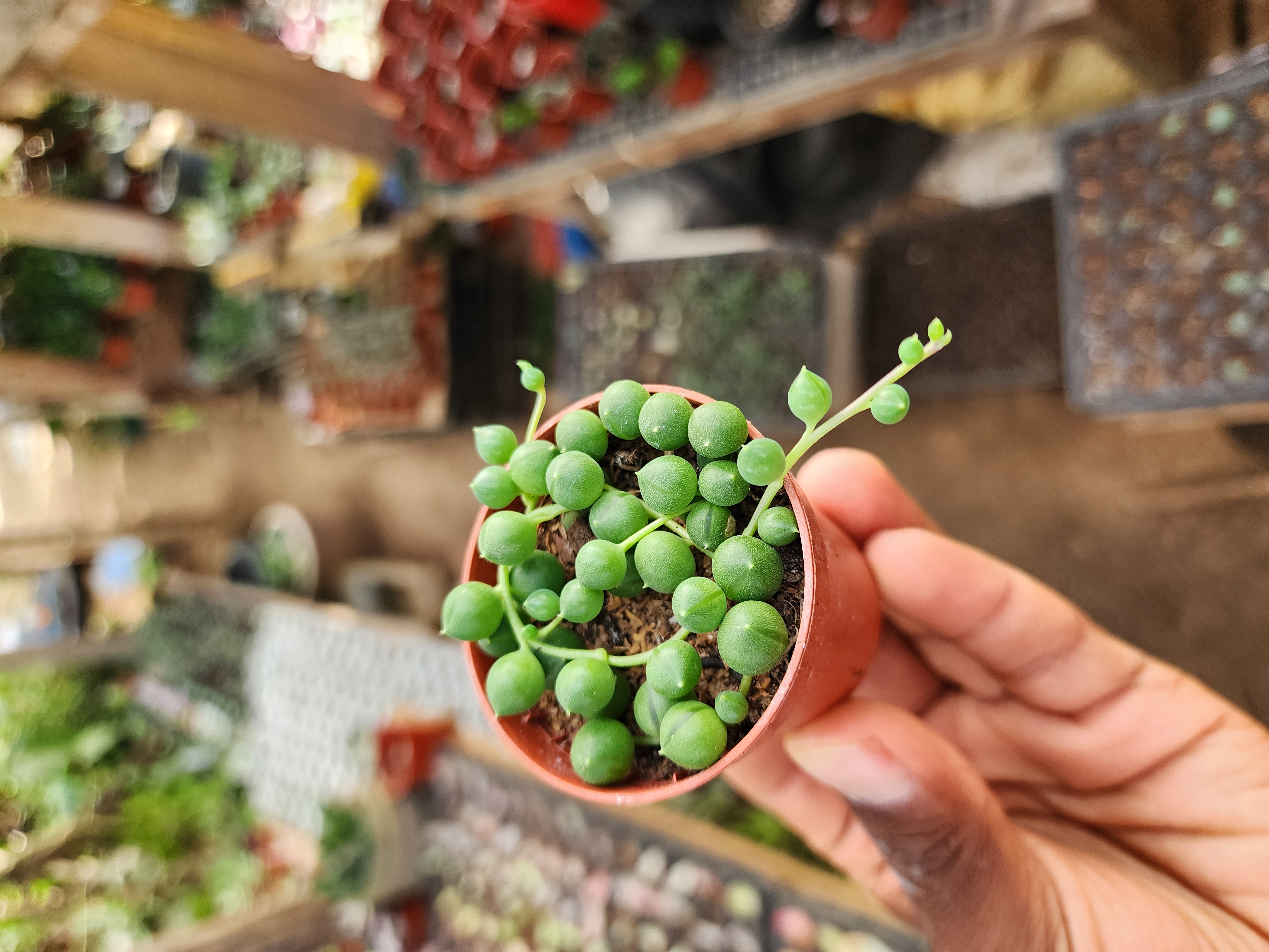 Senecio Rowleyanus  (Rosarios)