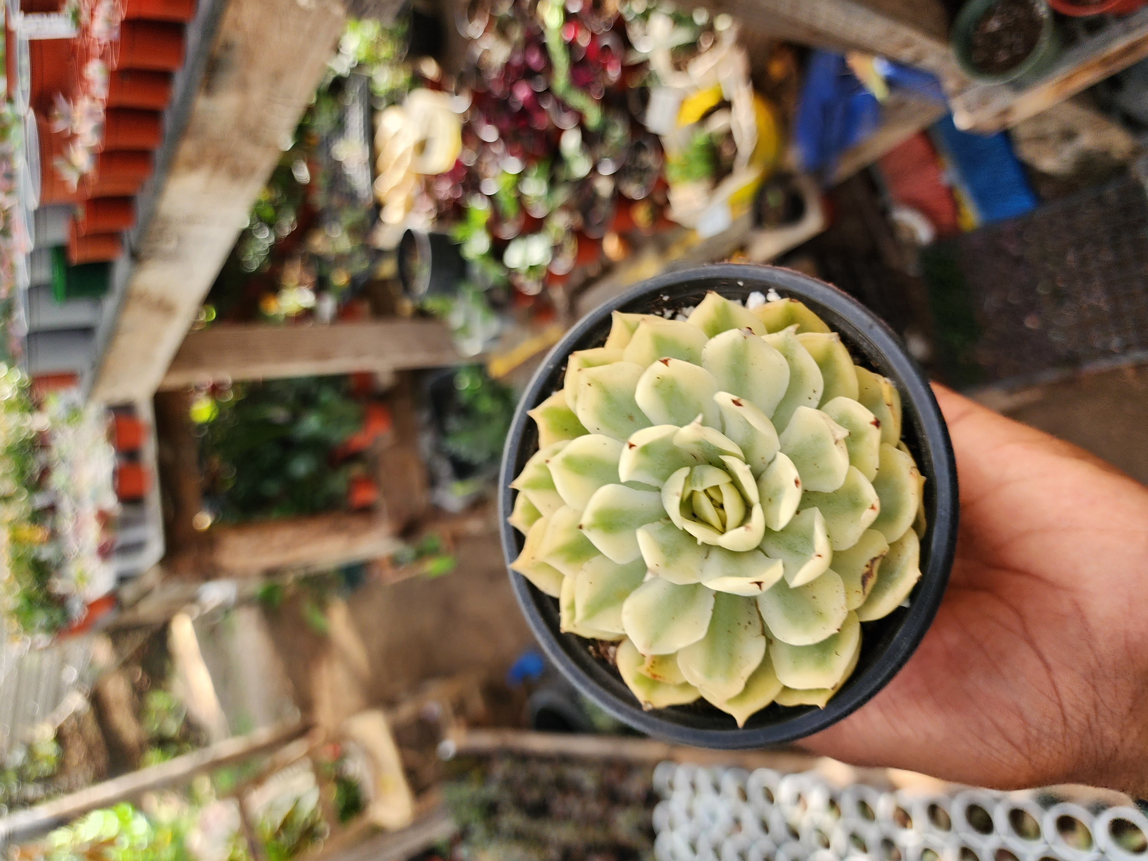 Echeveria Onslow Variegata