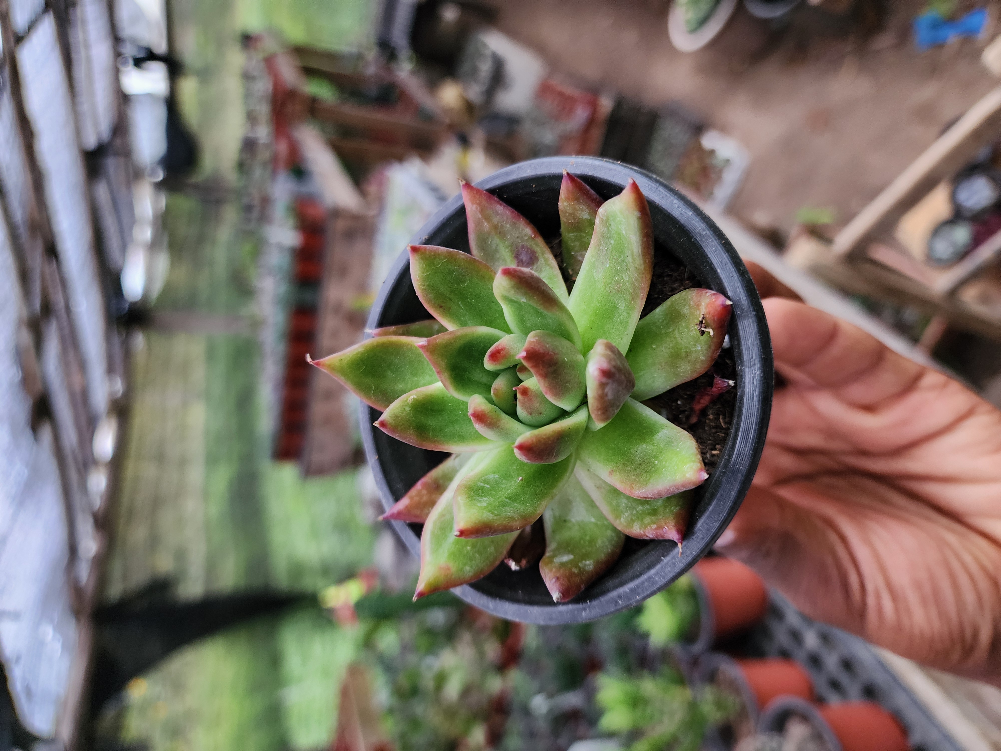 Echeveria Agavoide