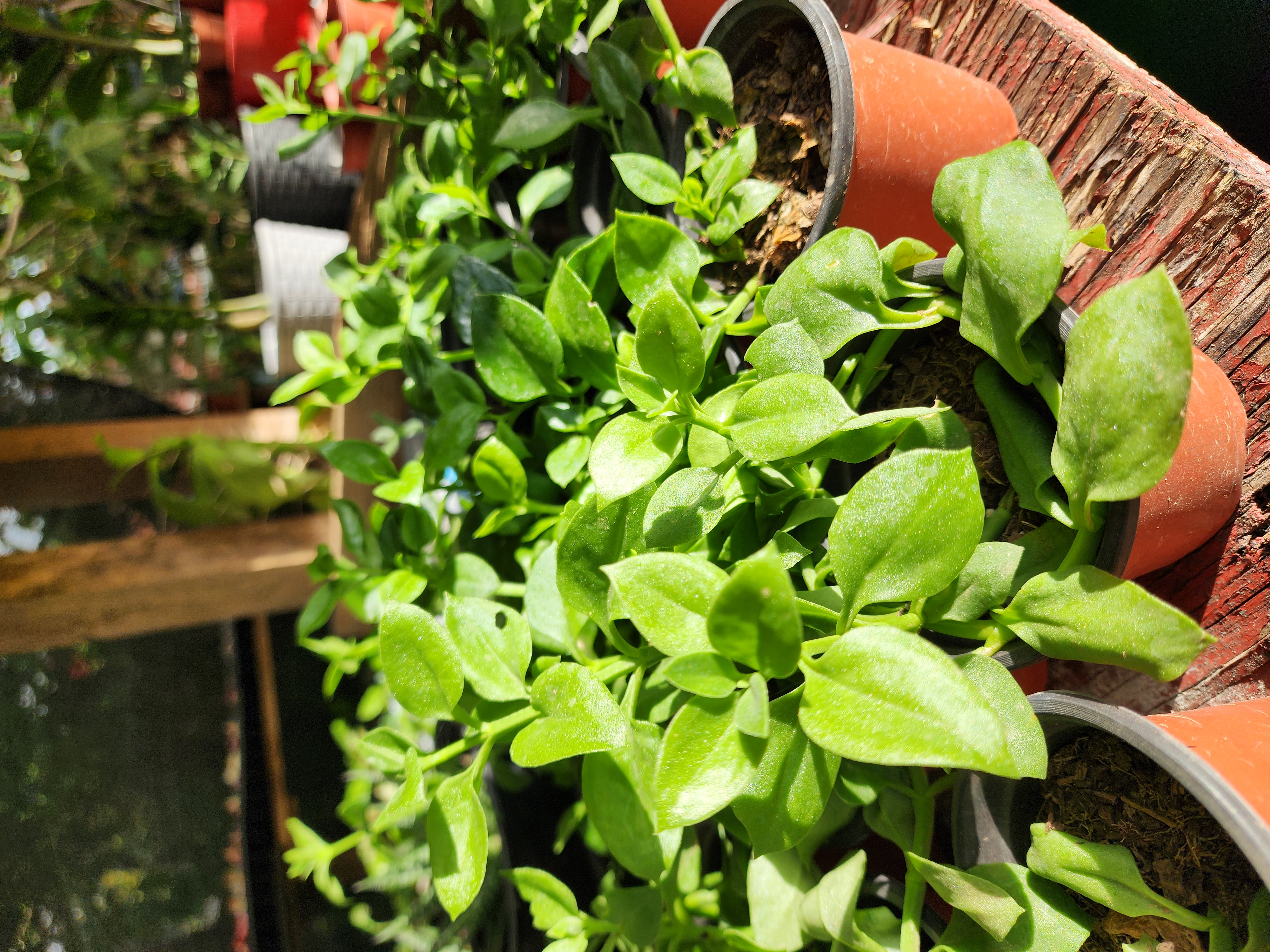 Aptenia Cordifolia Rocío