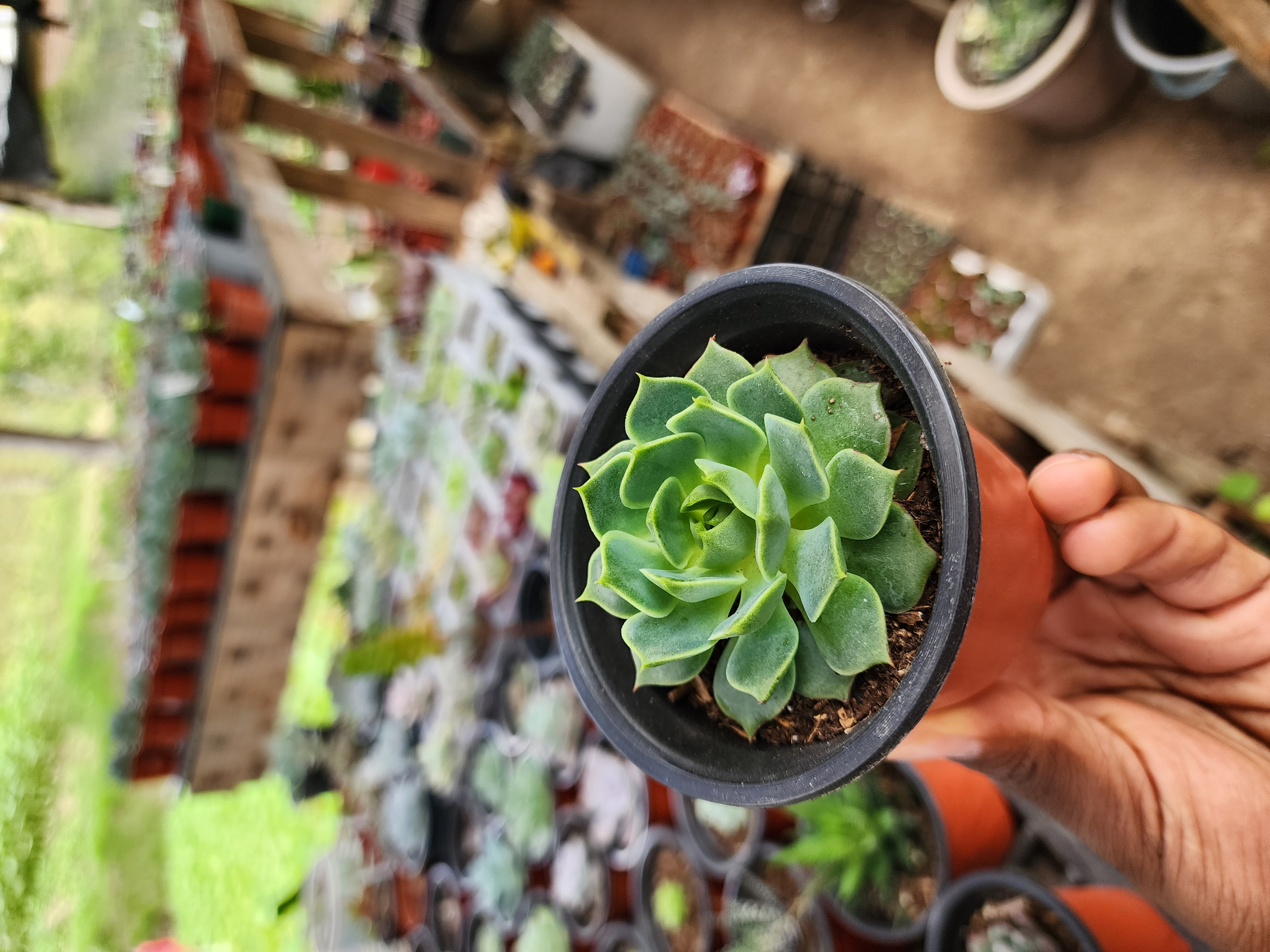 Echeveria Ramillete