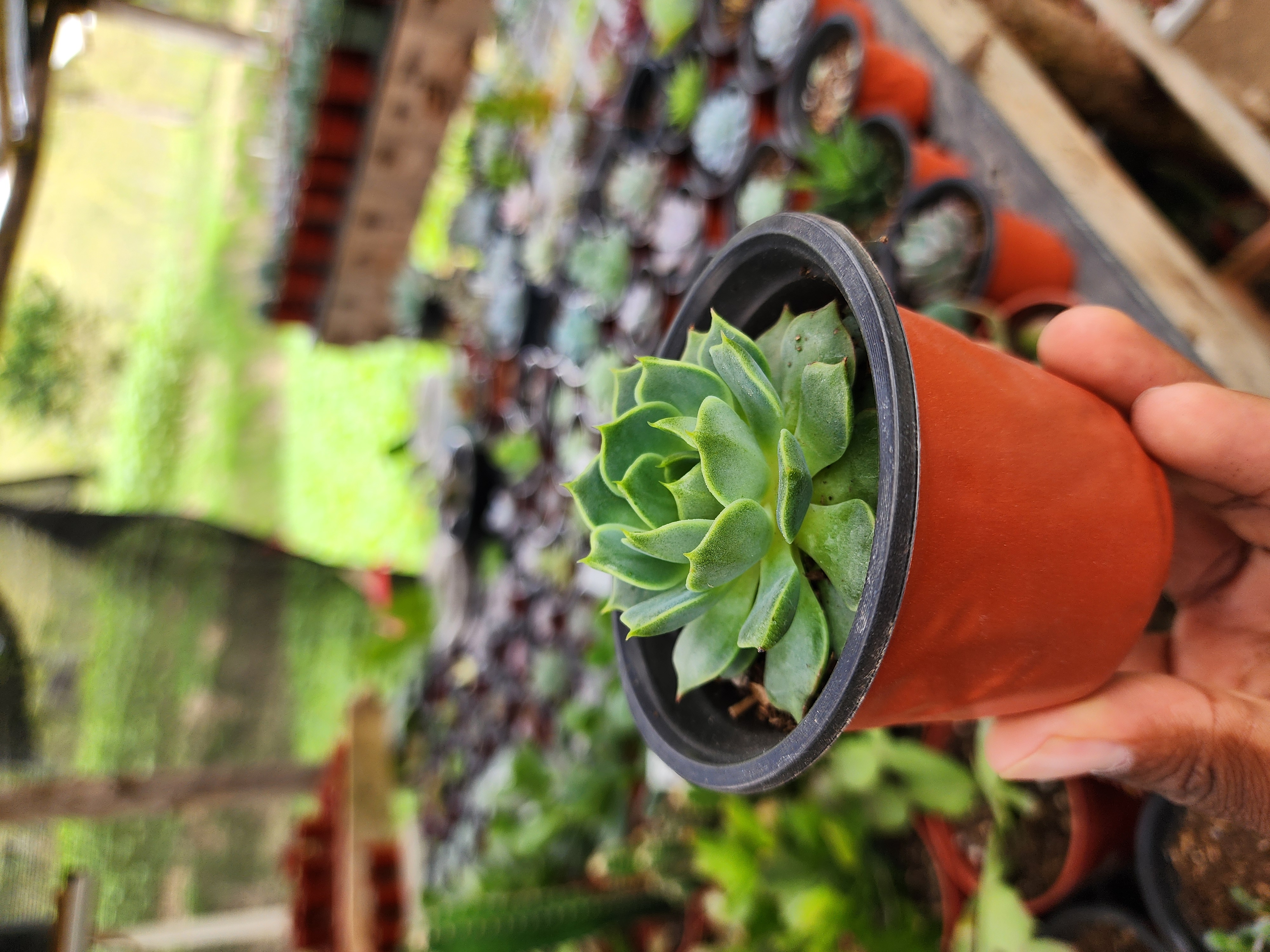 Echeveria Ramillete