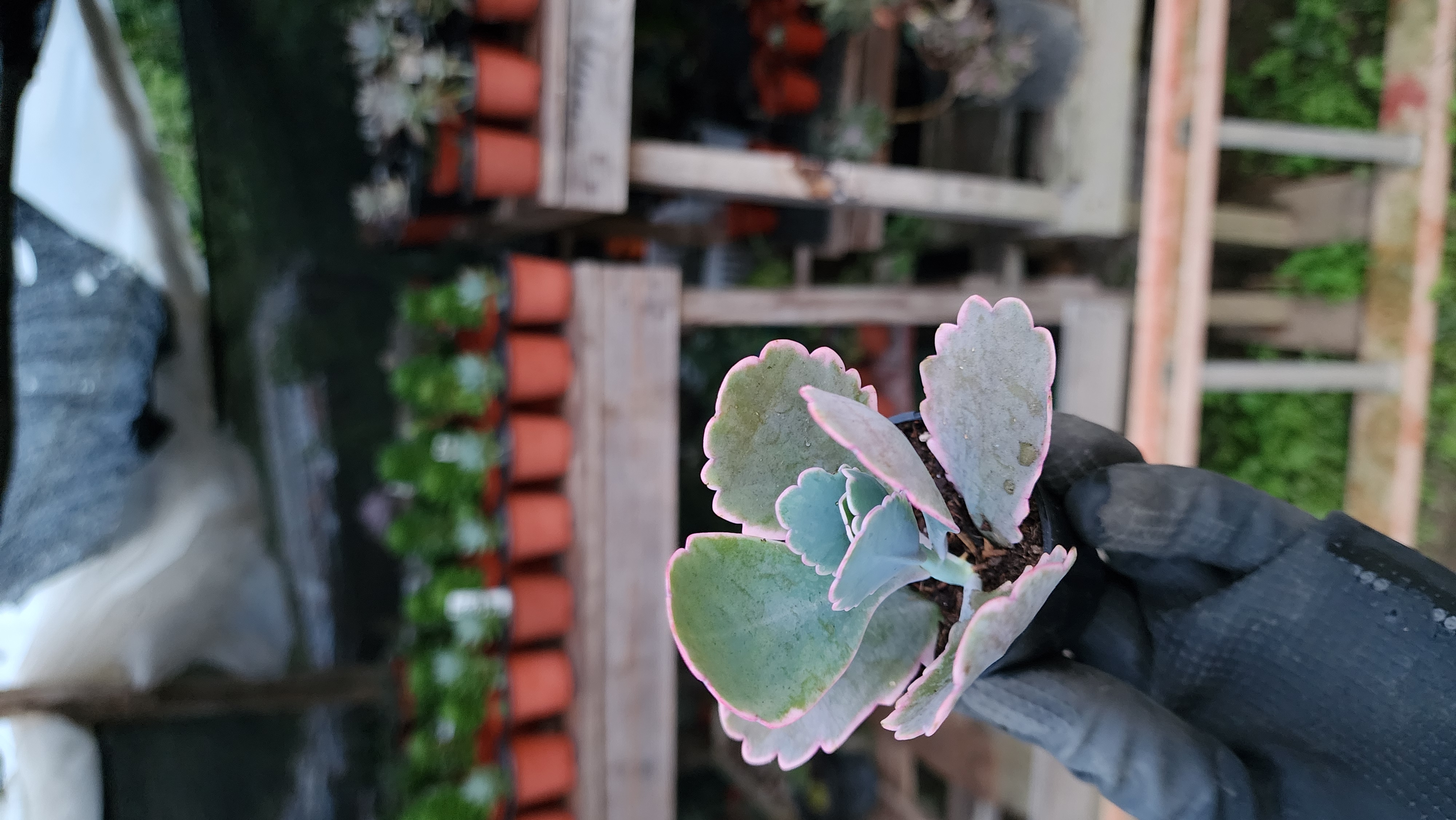Kalanchoe fedtschenkoi Variegada.