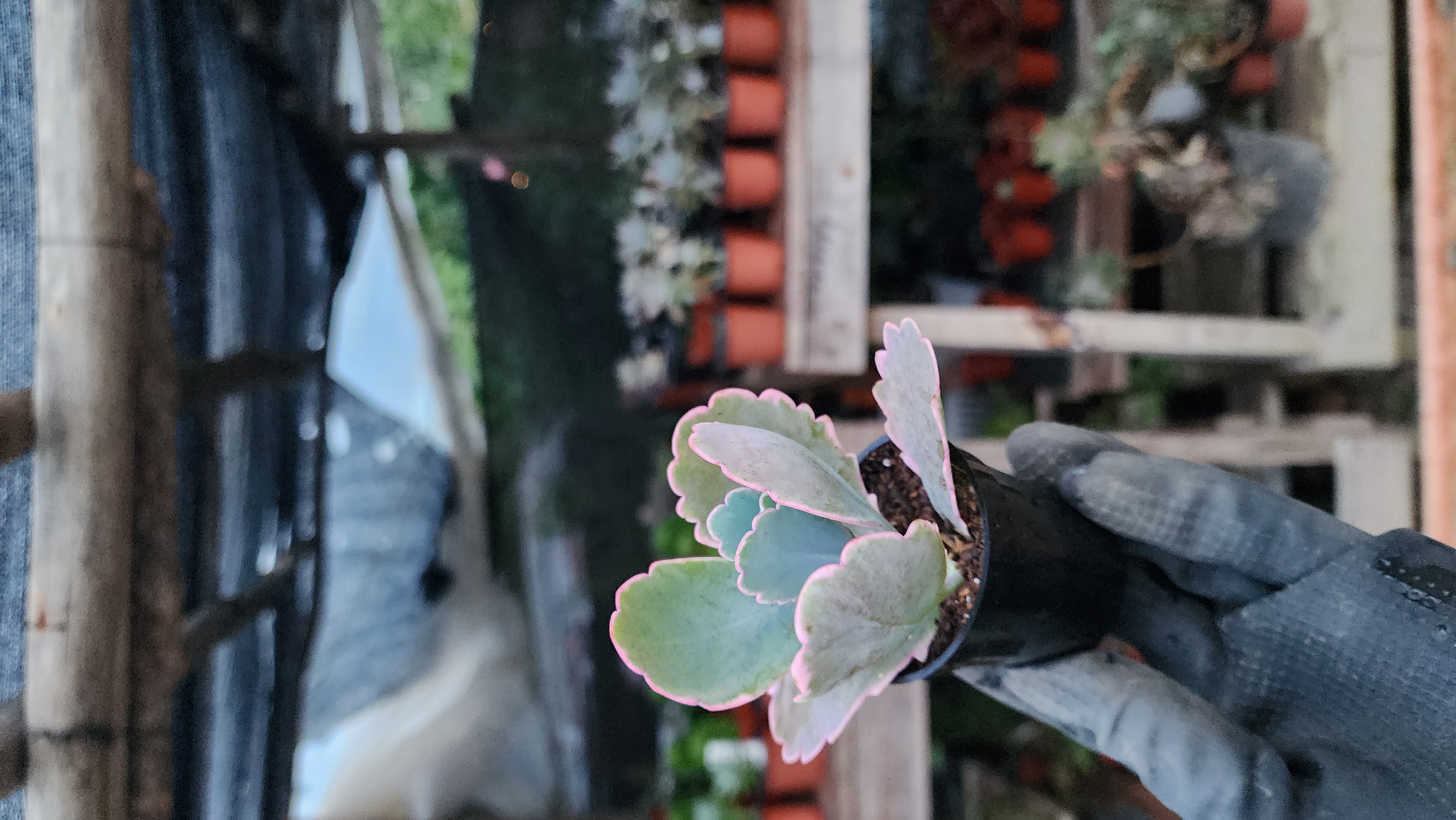 Kalanchoe fedtschenkoi Variegada.