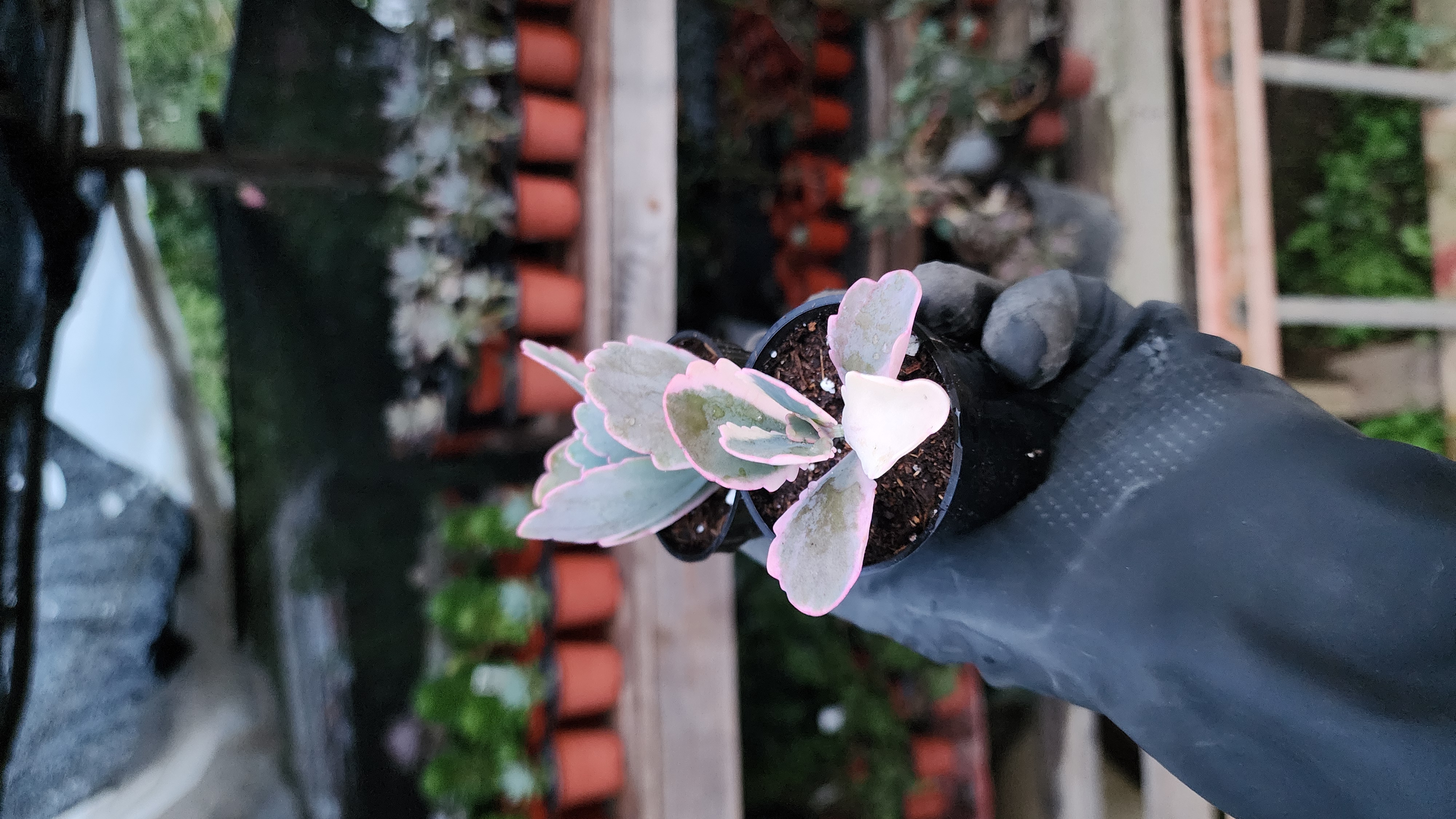 Kalanchoe fedtschenkoi Variegada.