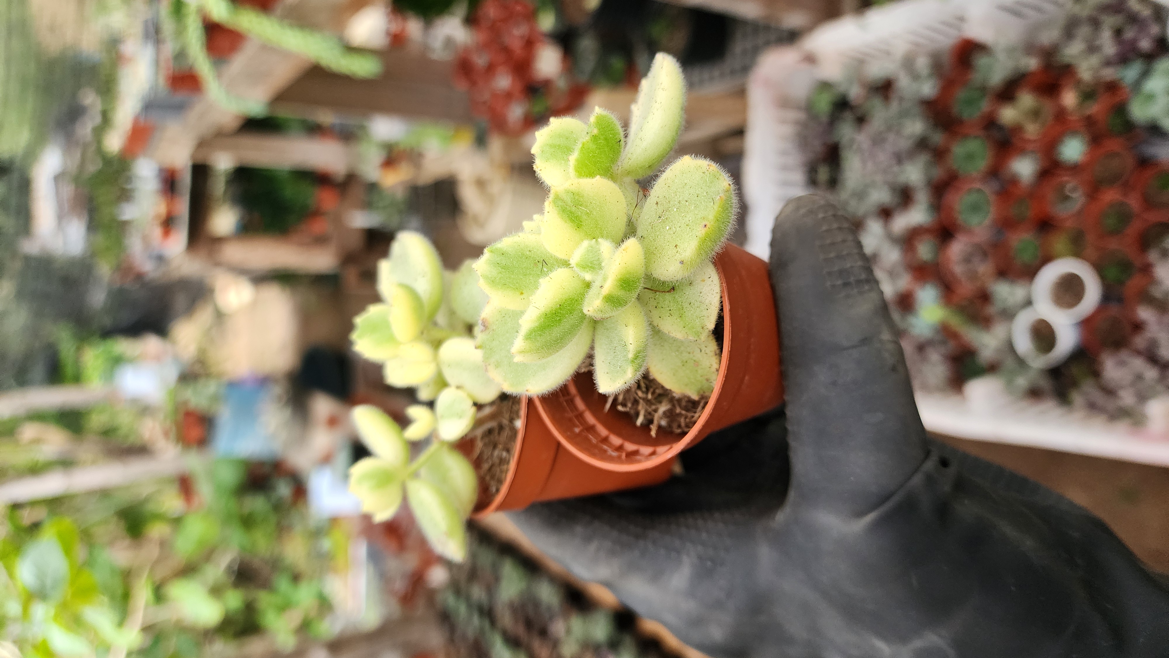 Cotyledon Tomentosa Variegada