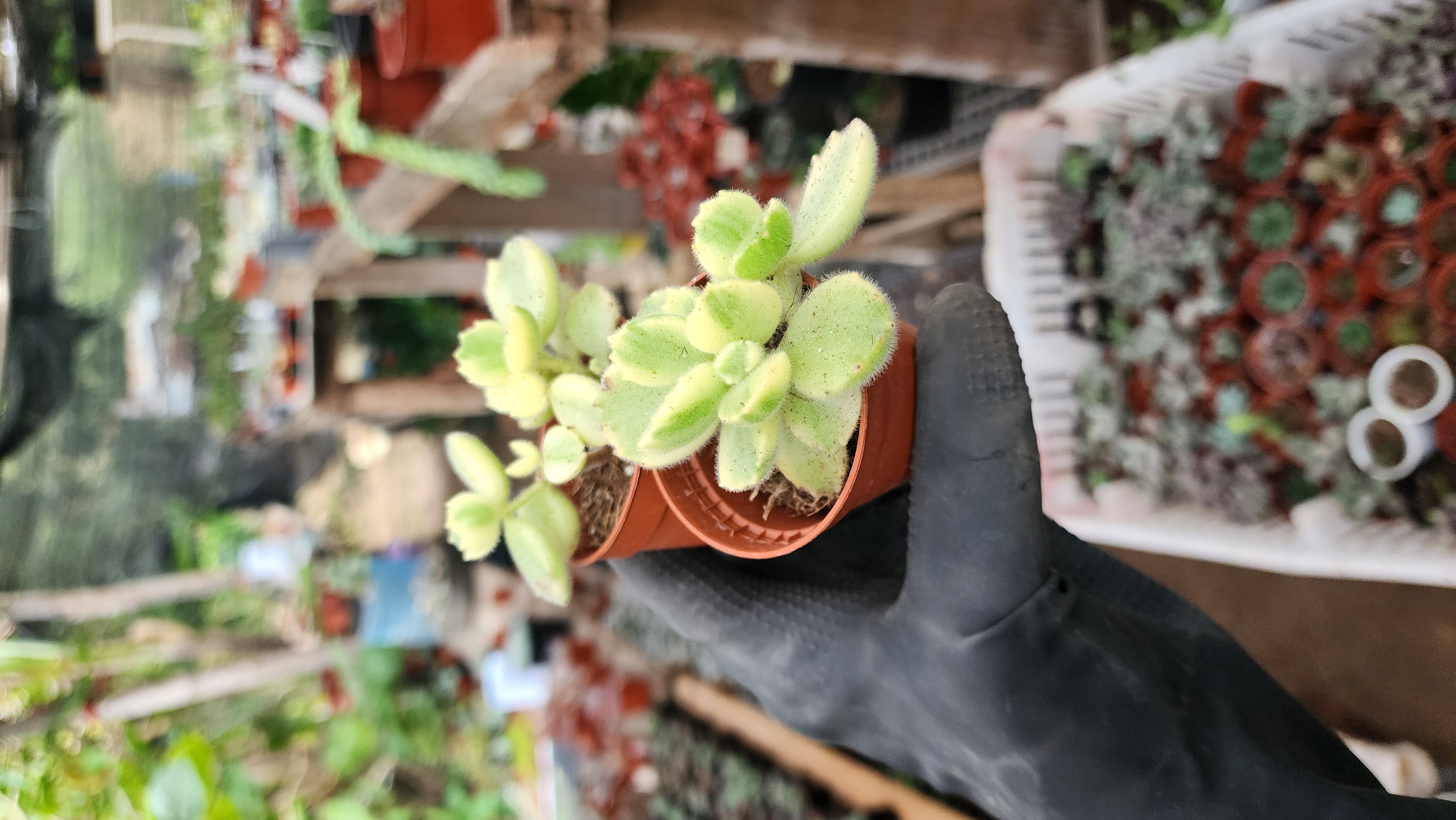 Cotyledon Tomentosa Variegada