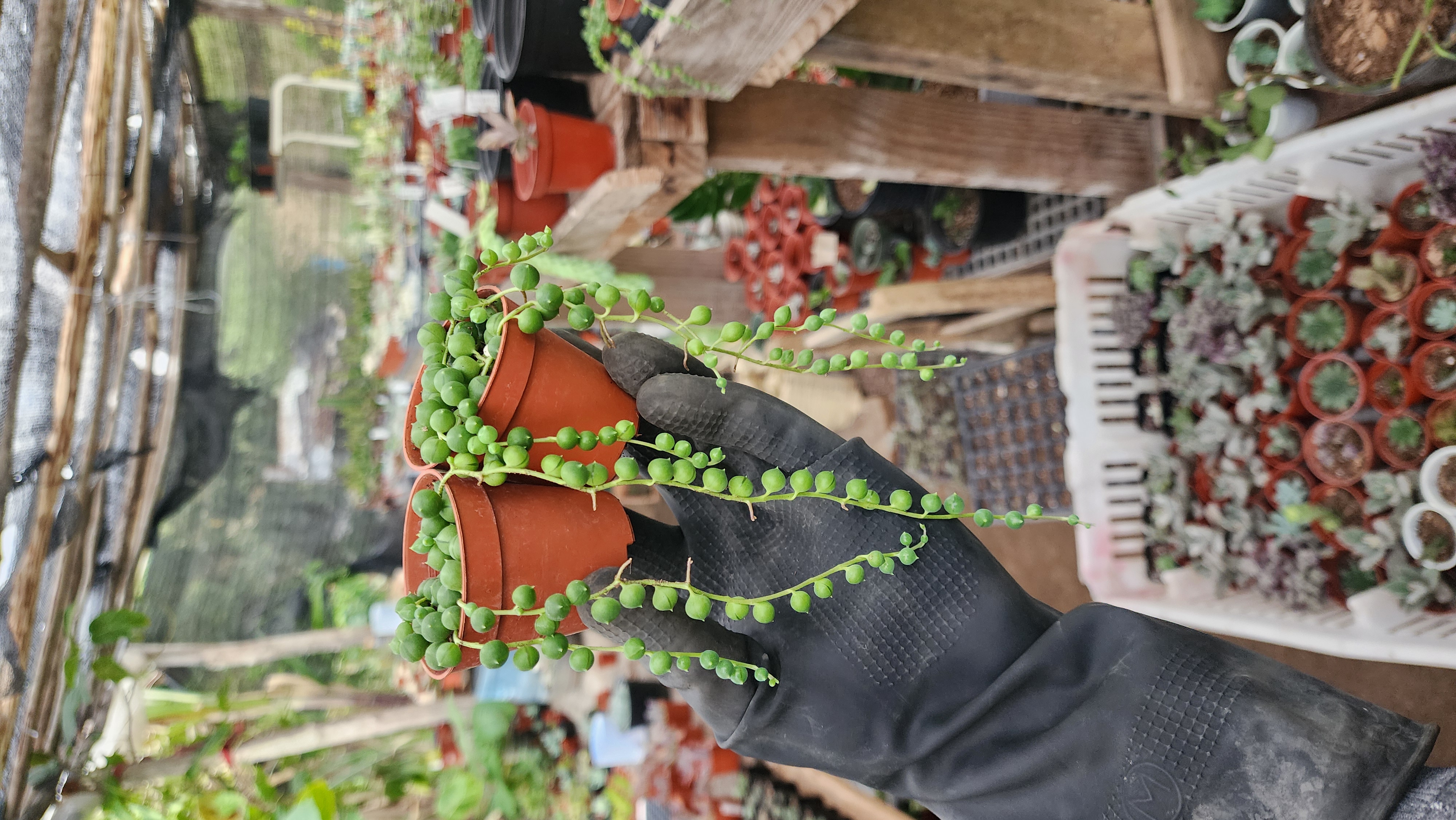 Senecio Rowleyanus (Rosarios)